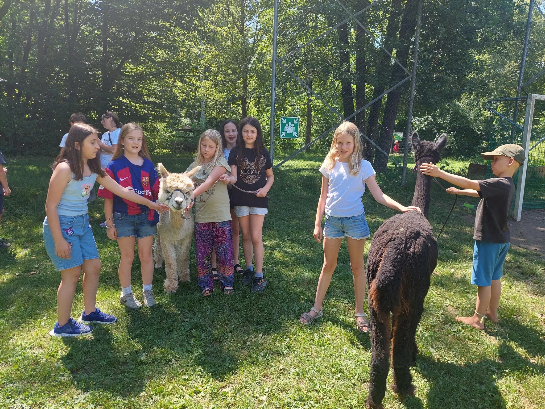 Allgemein: Alpaka-Besuch