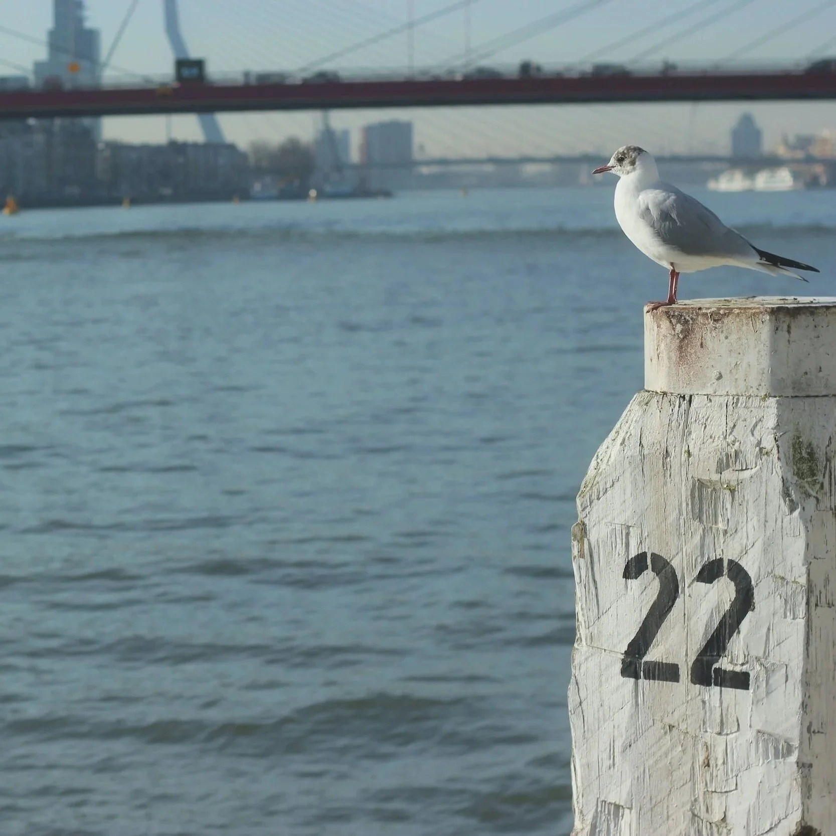 Veterinary Radiology Newsletter #22 