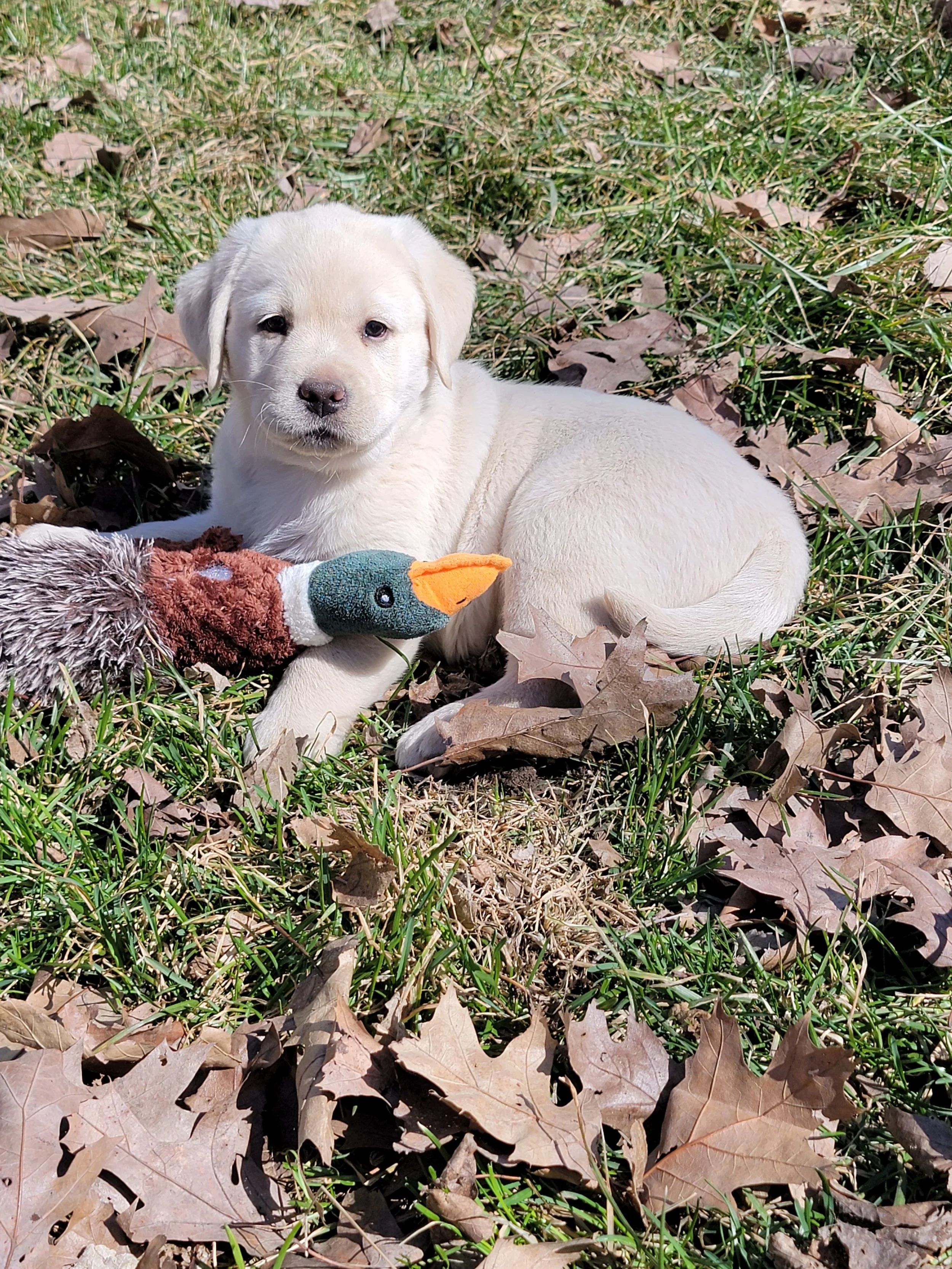 Spark Puppy Duck.jpg