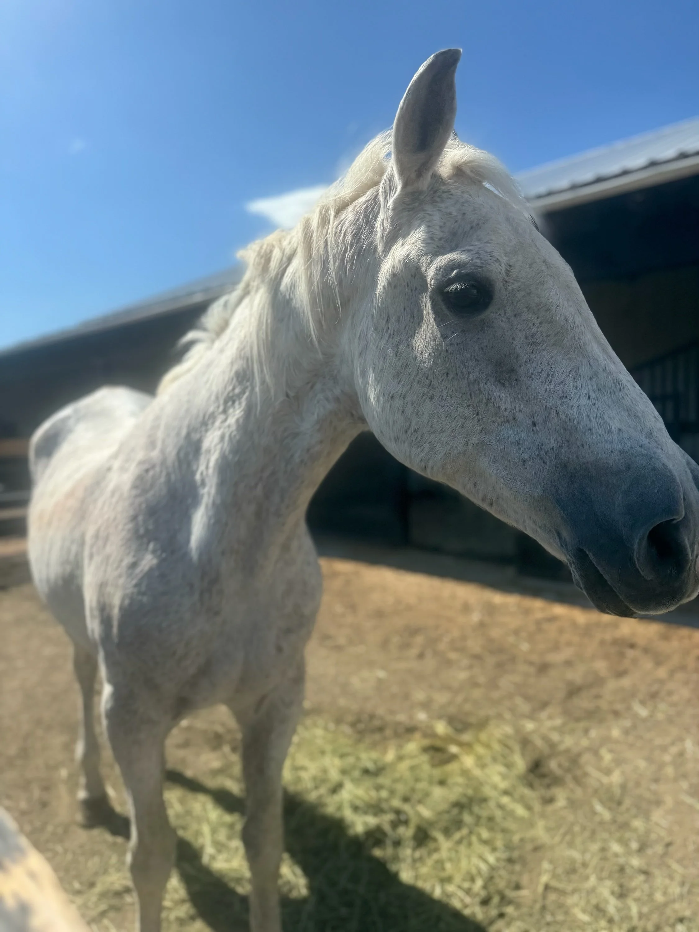 grey dapple senior horse