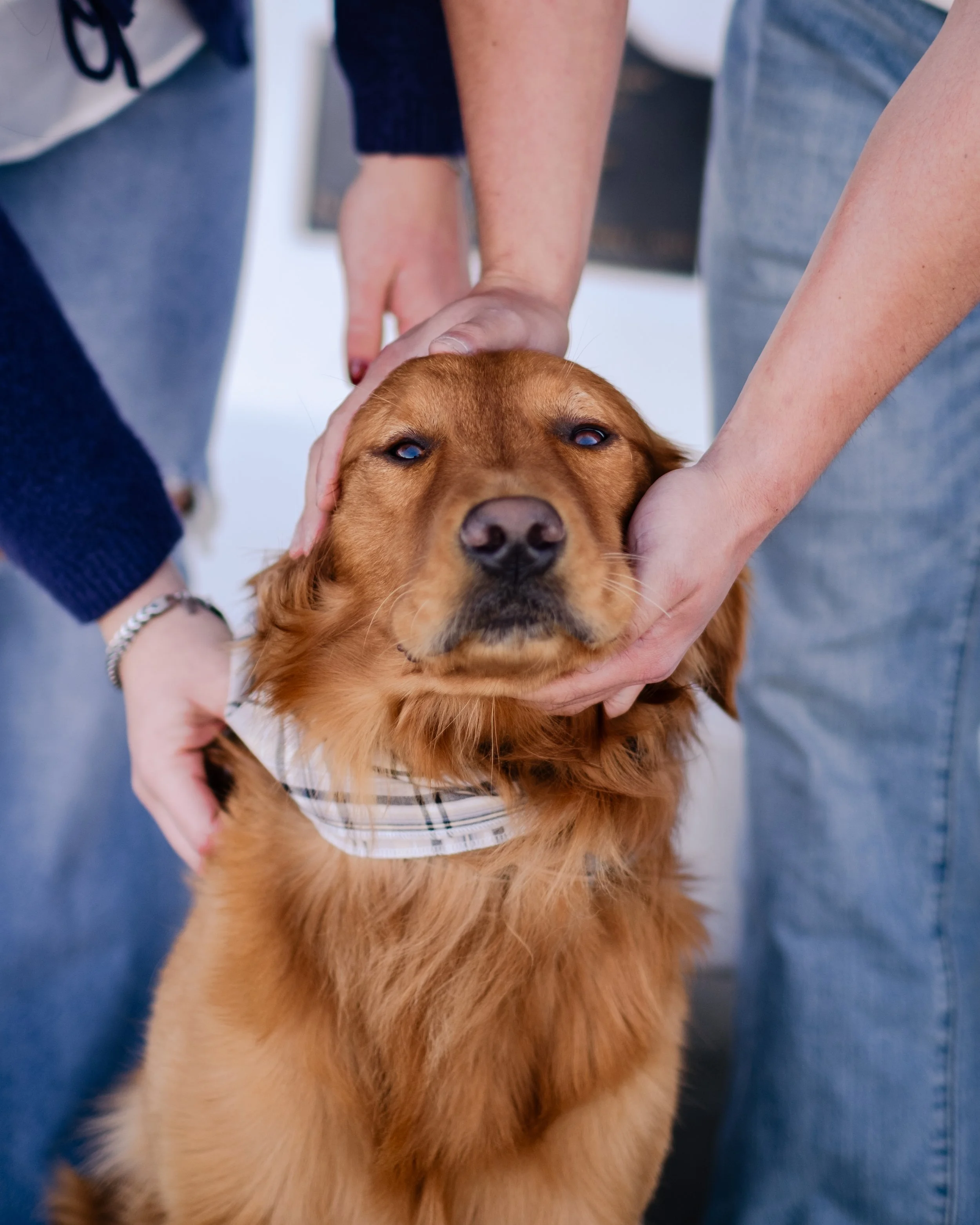 Two people petting a golden retriever dog with a tan collar; the dog has a calm expression indoors.