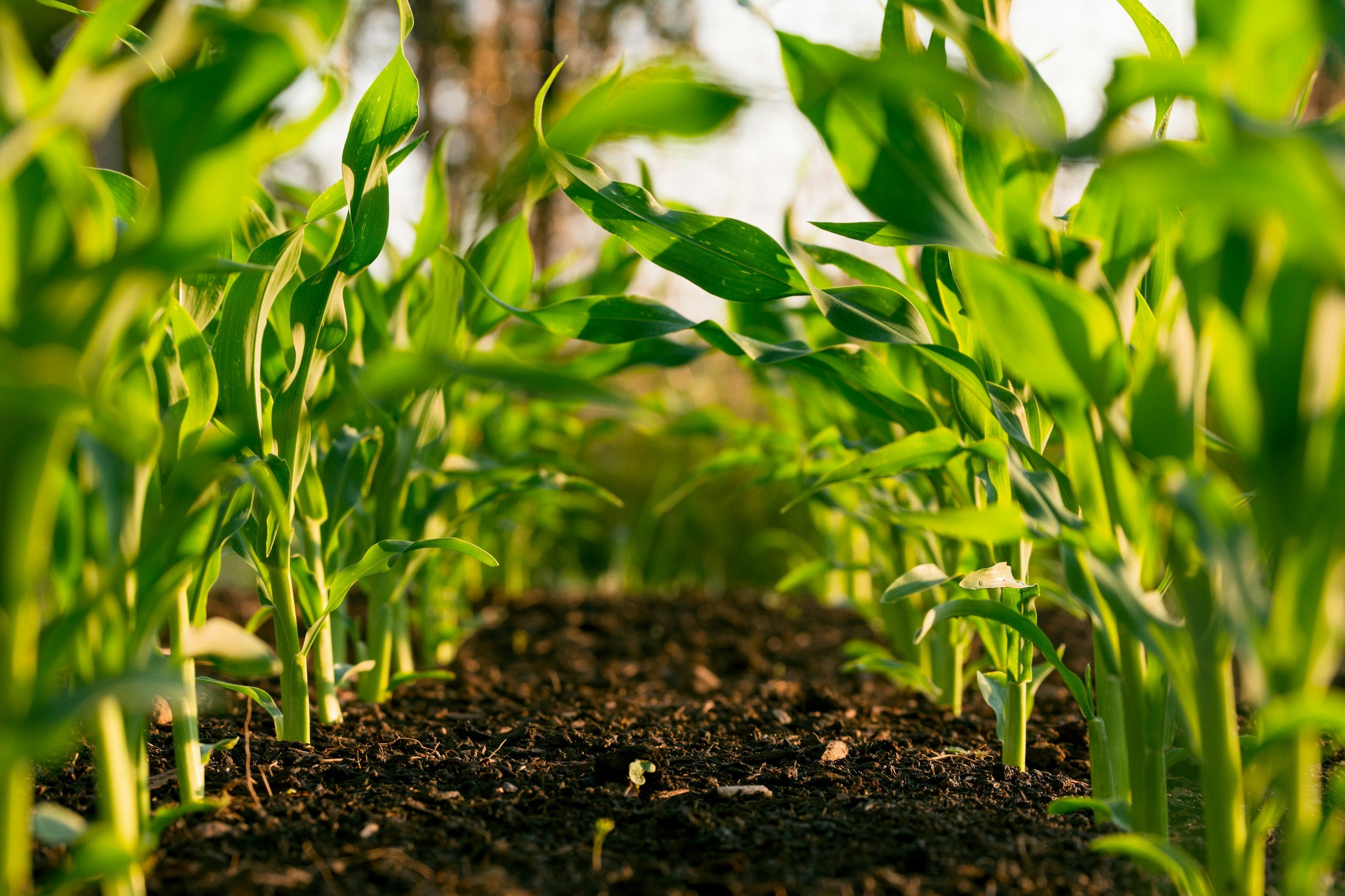 What Does “Organic” Really Mean?