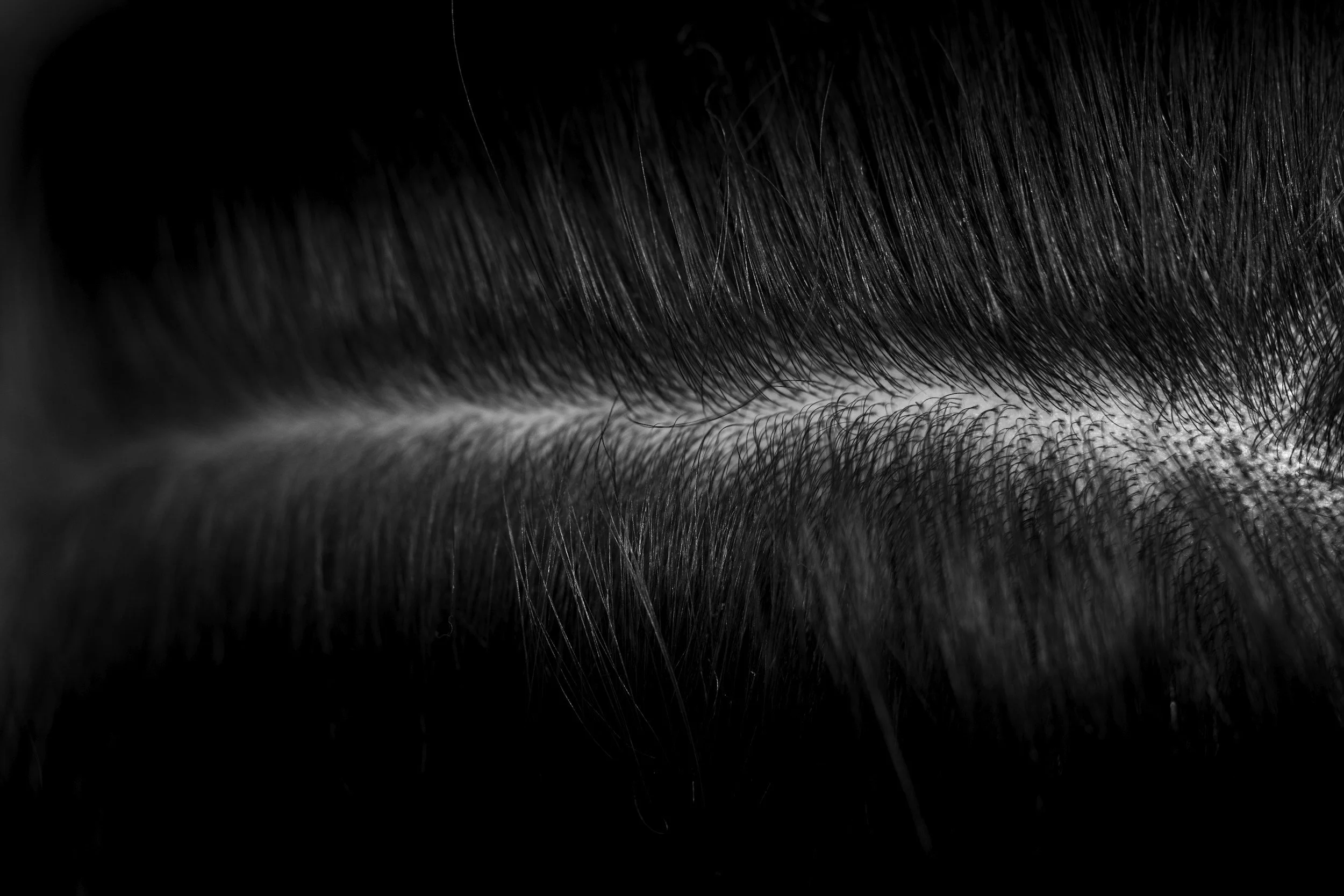 Beard Dandruff: Causes, Prevention, and Expert Treatment Tips from Your St. Petersburg Barbershop