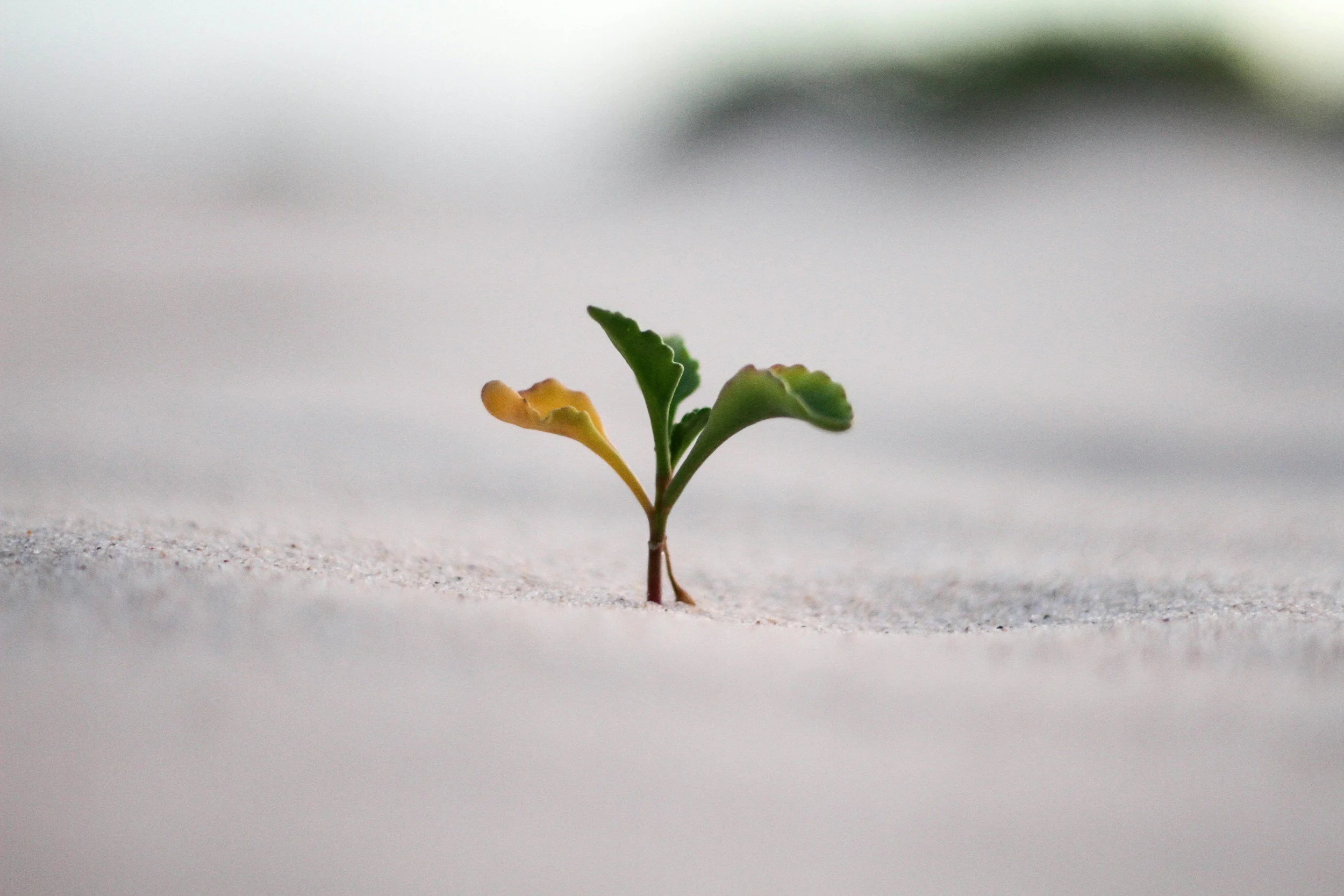 Grieving (and Growing) Through Job Loss