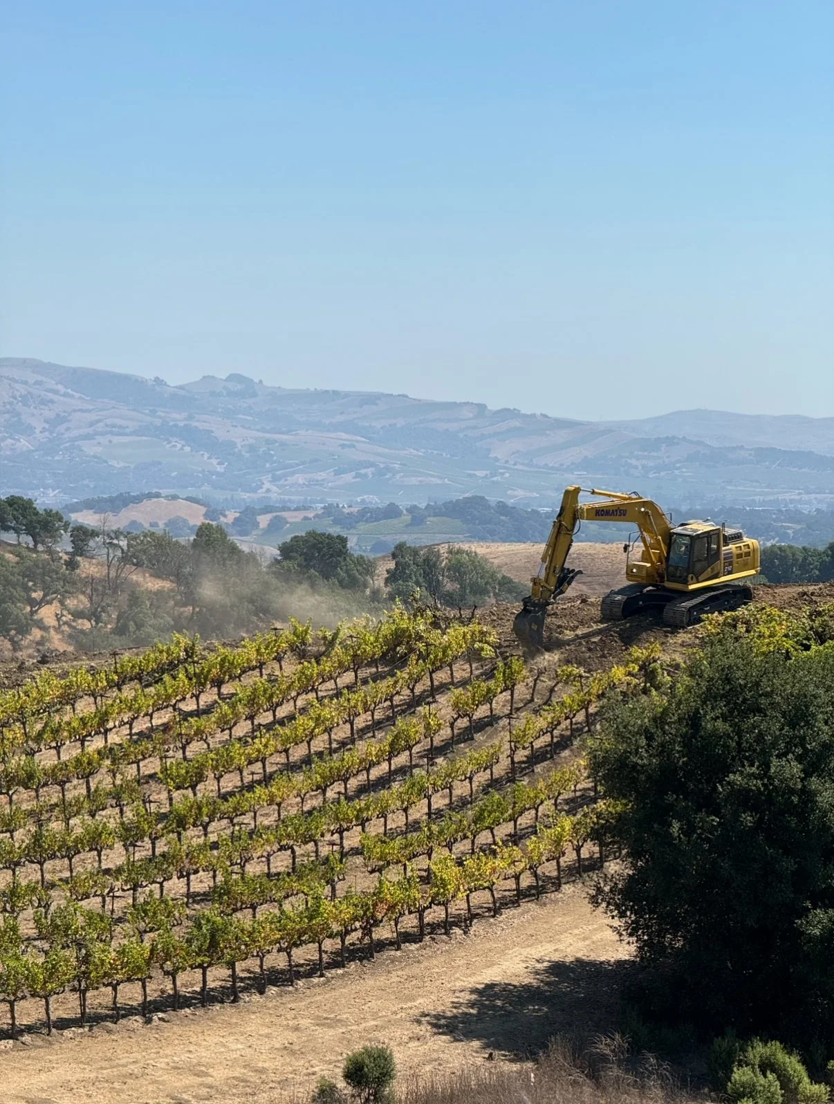V. Sattui Vineyard Removal