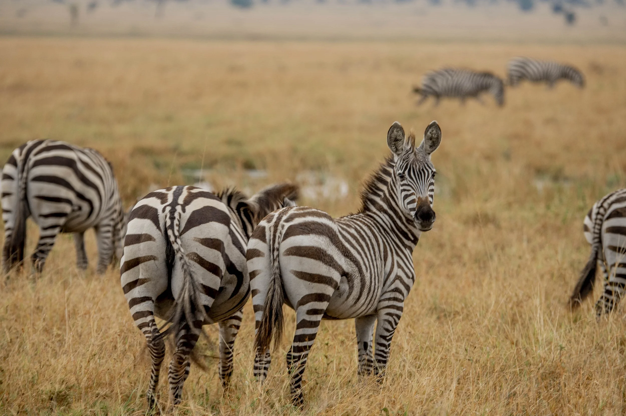 GUIDED TZ DAY 3_410.JPG