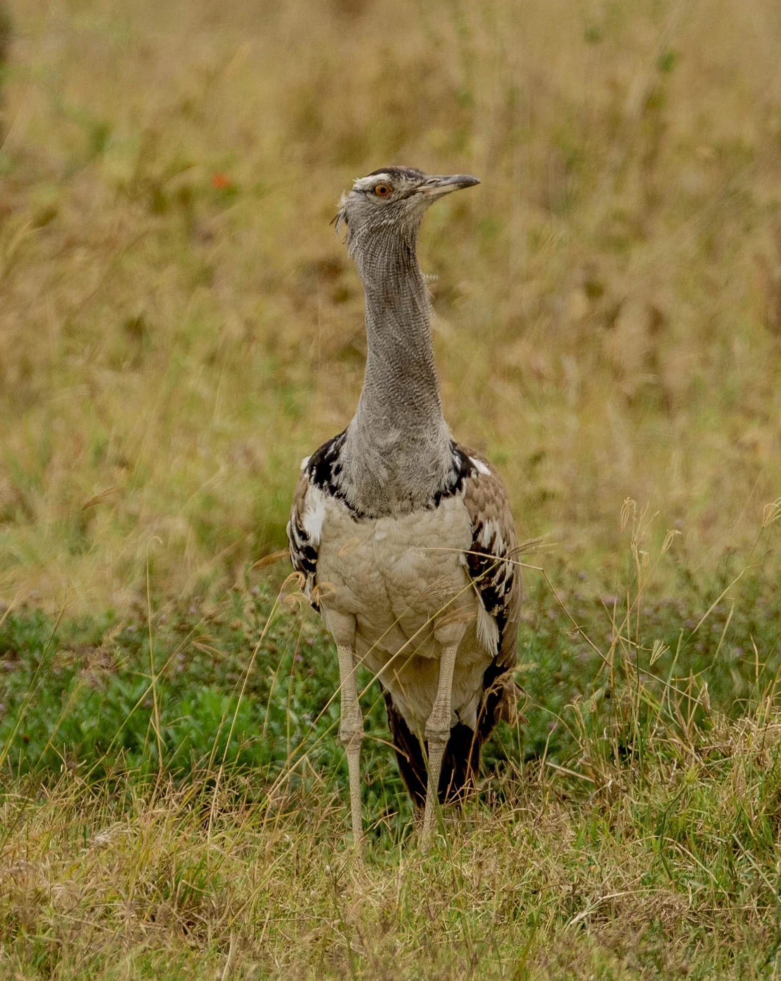 GUIDED TZ DAY 4_138.JPG