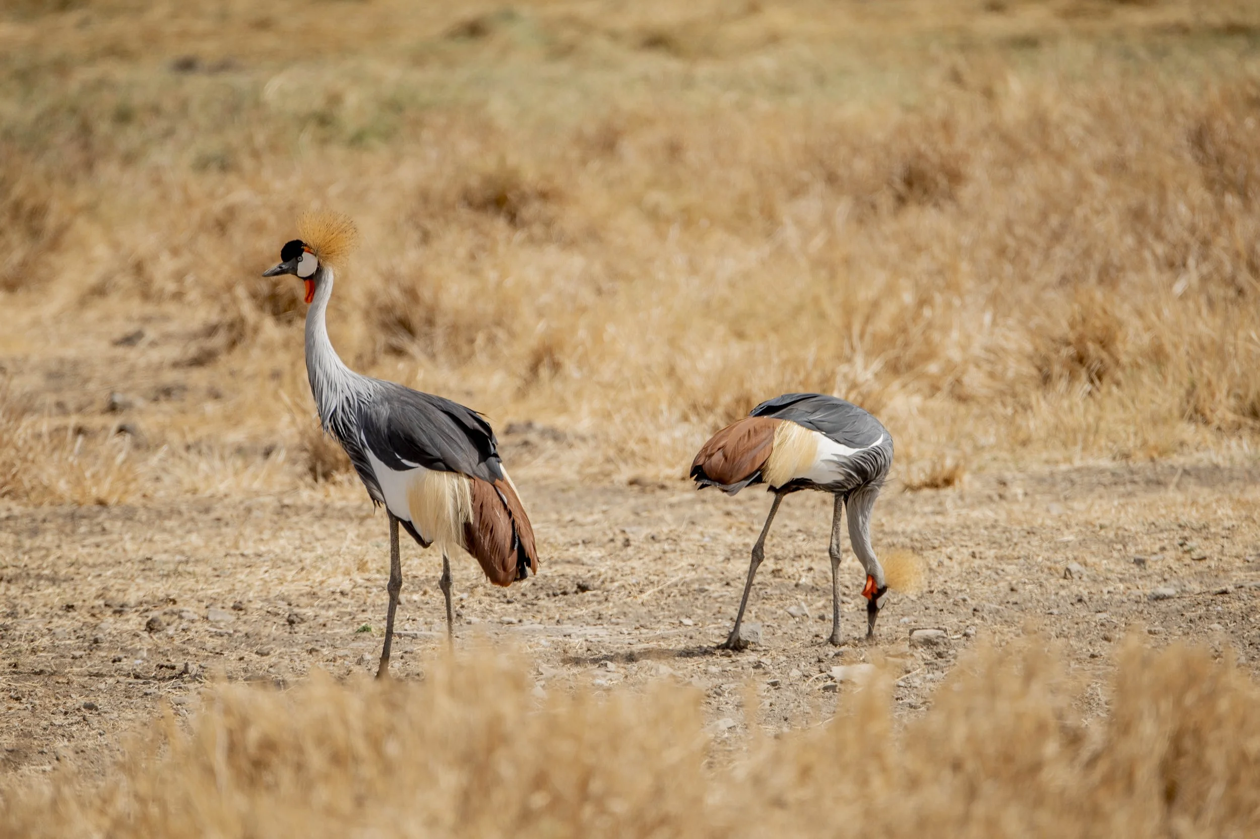 GUIDED TZ DAY 6_242.JPG