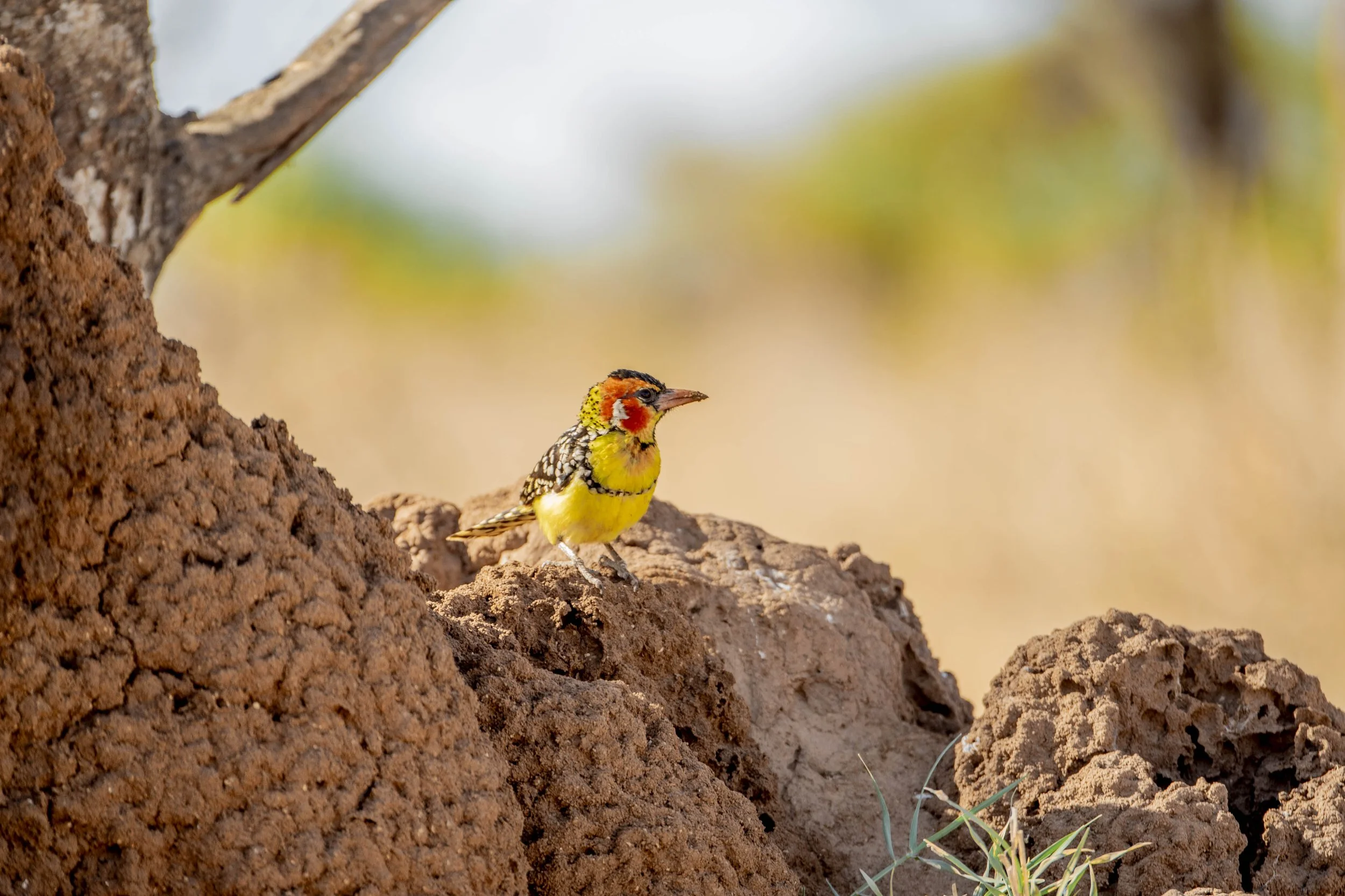 GUIDED TZ DAY 7_8_44.JPG