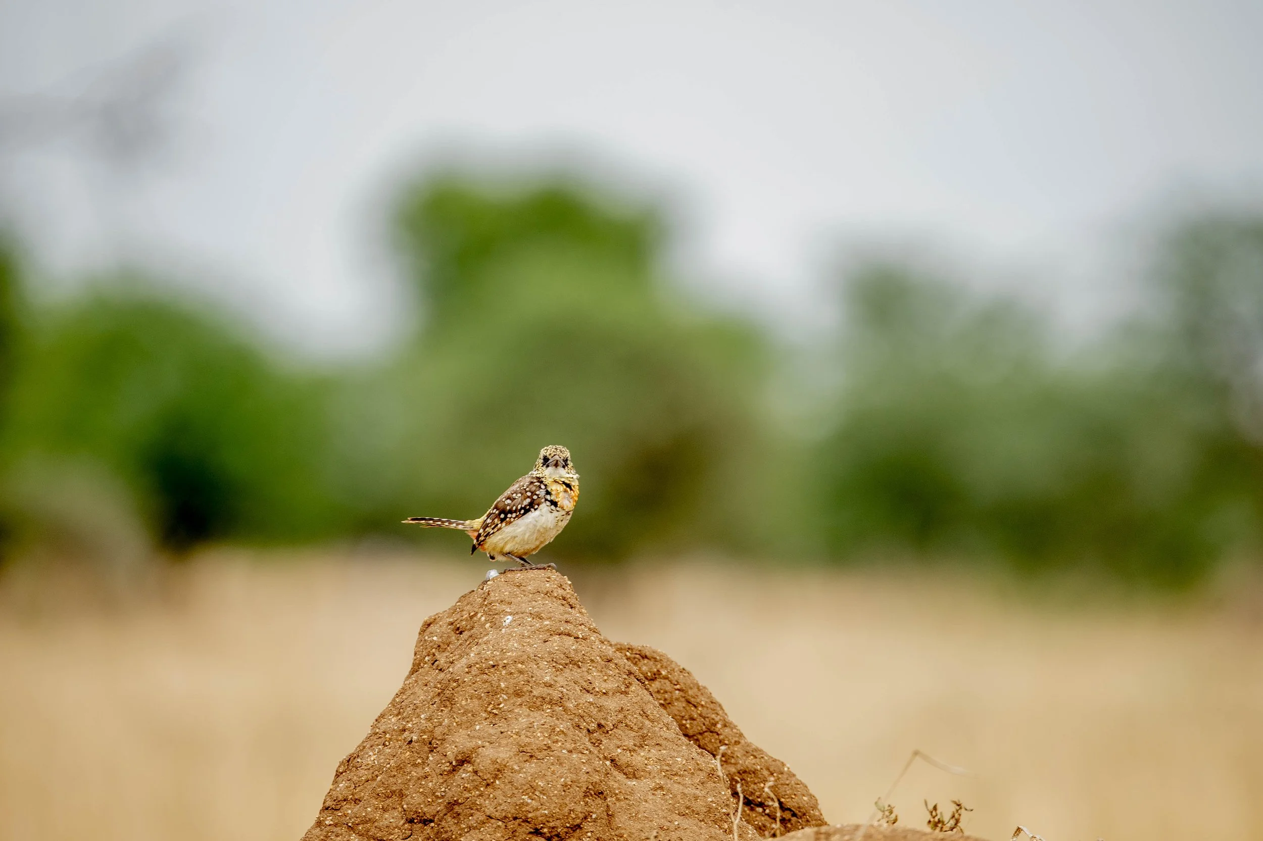 GUIDED TZ DAY 4_53.JPG