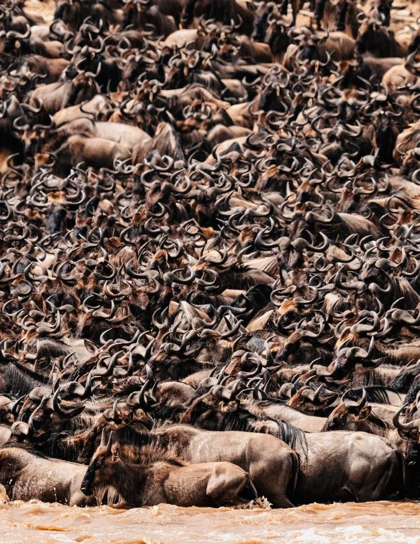 Great Wildebeest Migration