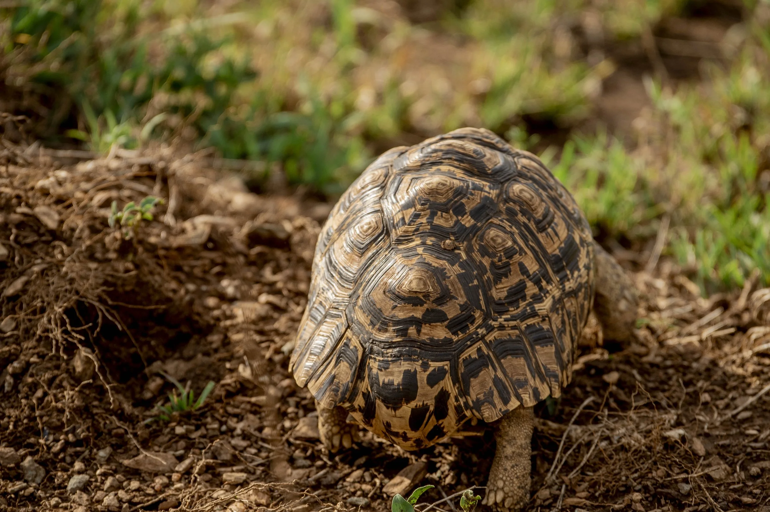 GUIDED TZ DAY 4_180.JPG