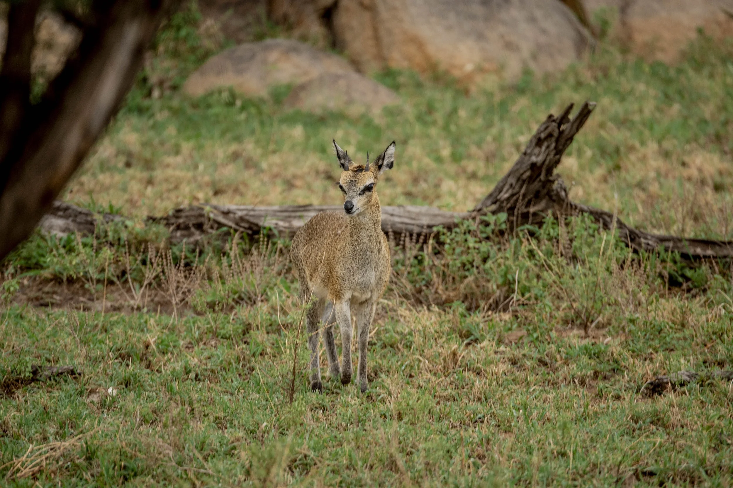 GUIDED TZ DAY 3_449.JPG