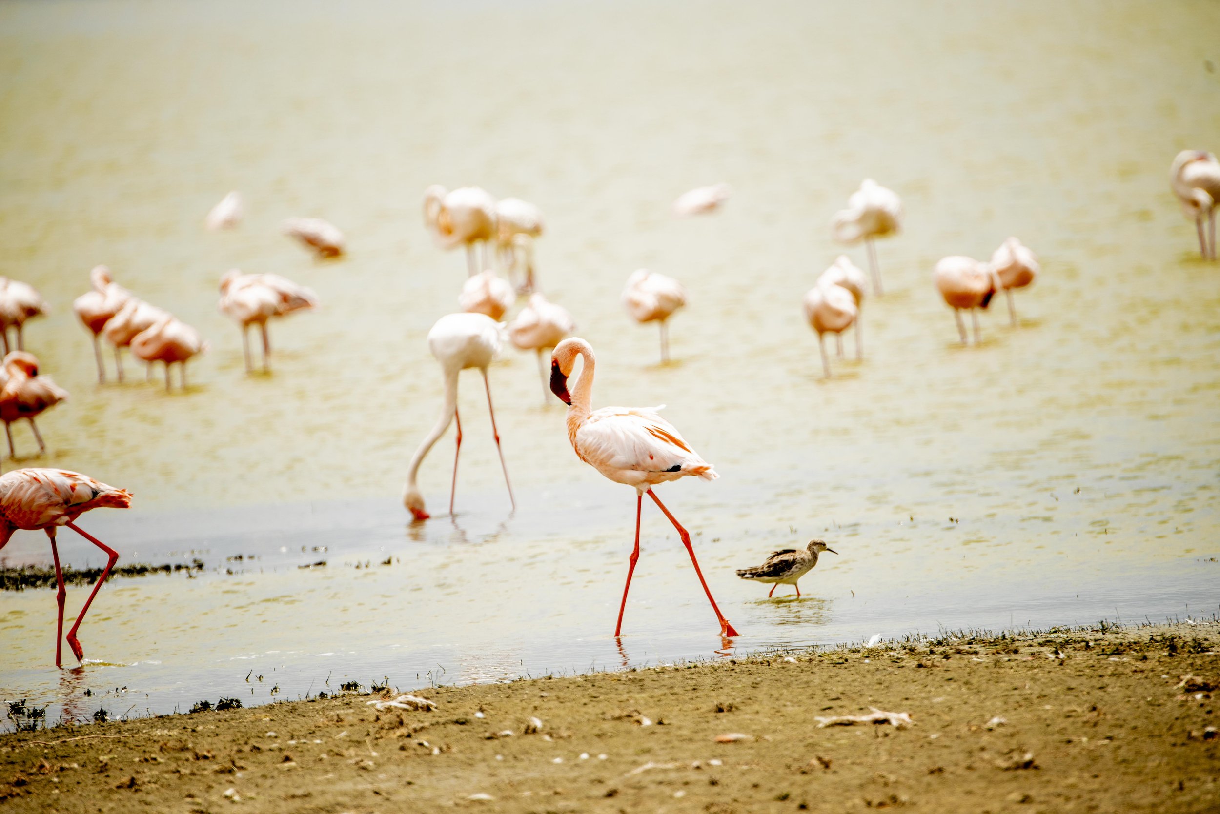 A group of flamingos wading in water with a small bird standing on the shore in the foreground.