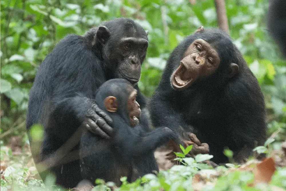 Chimpanzees in Mahale Mountains and Gombe Stream National Park