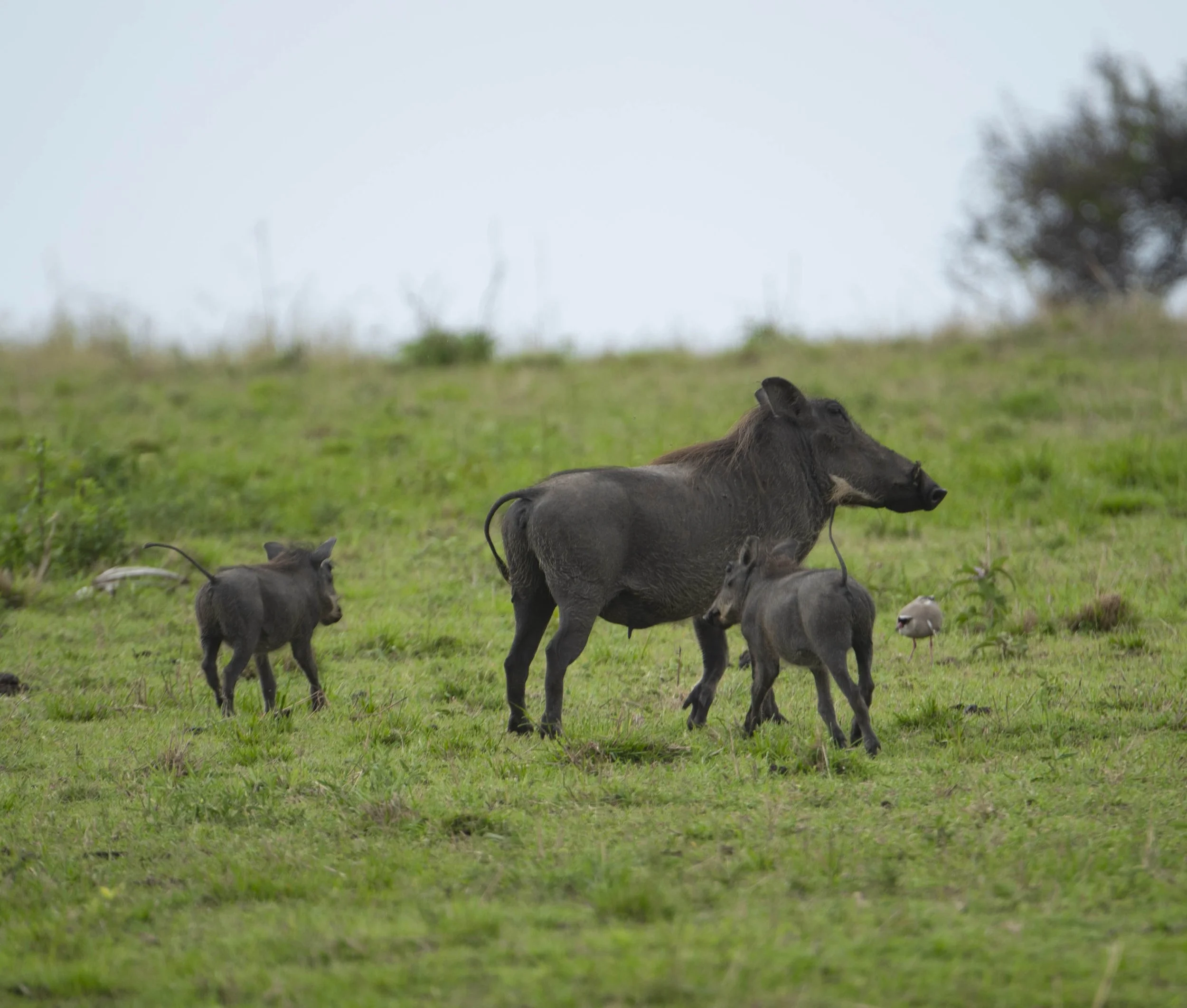 GUIDED TZ DAY 2_241.JPG