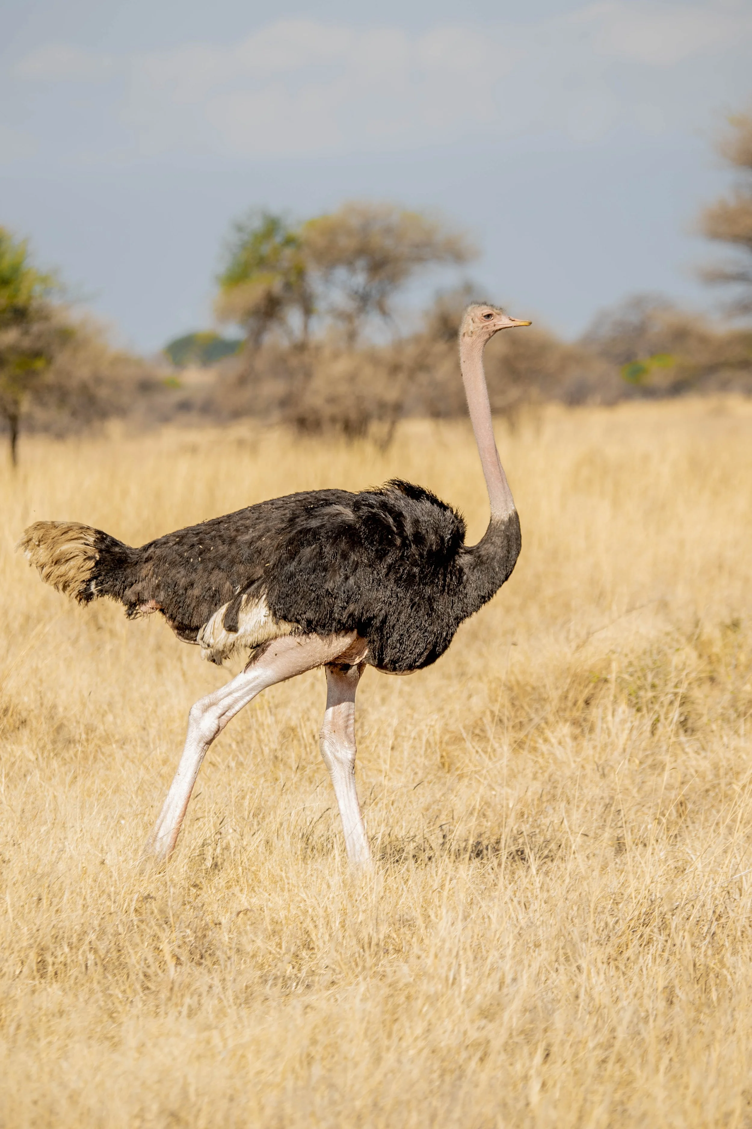 GUIDED TZ DAY 7_8_26.JPG