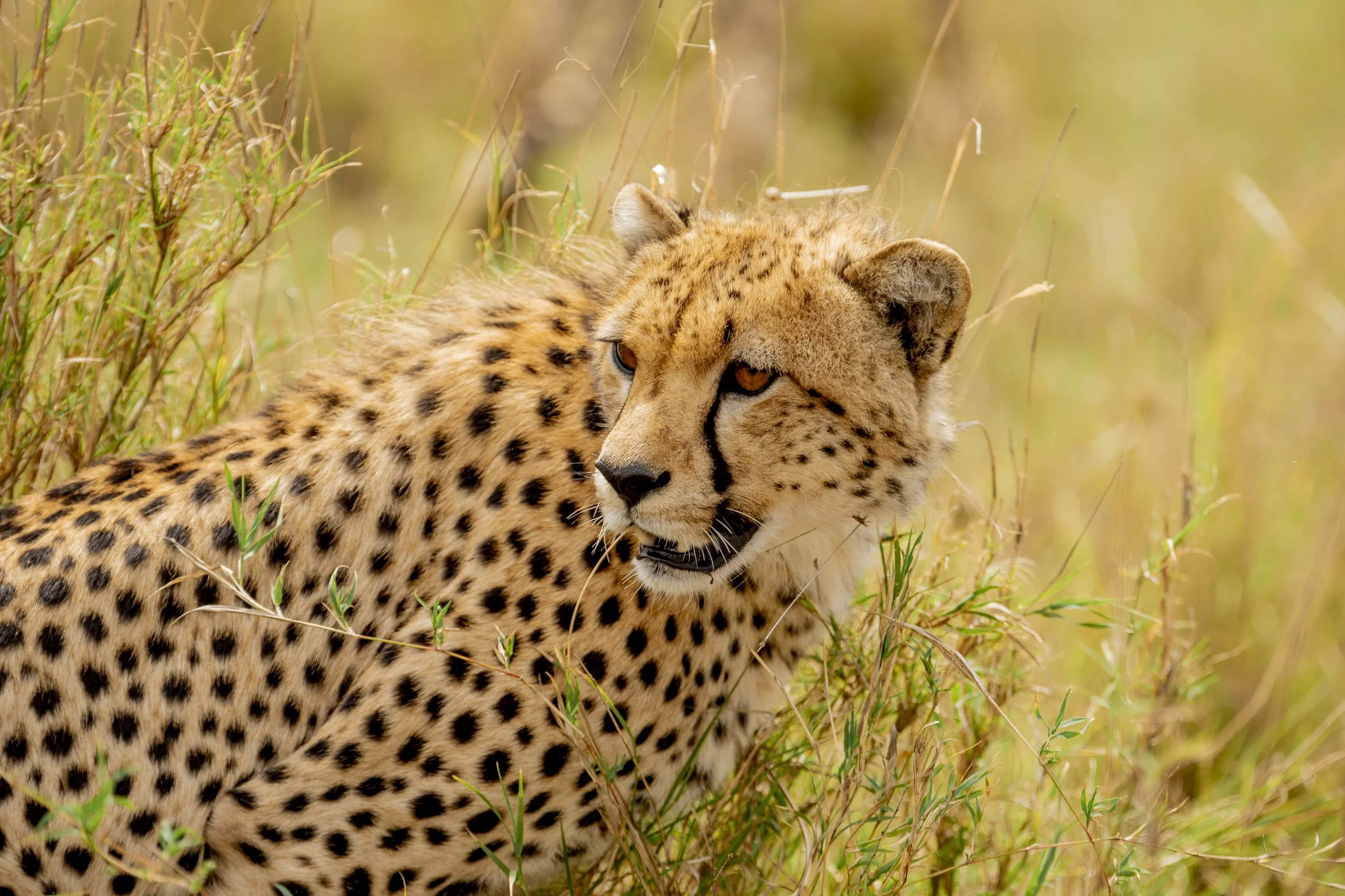 GUIDED TZ DAY 4_90.JPG