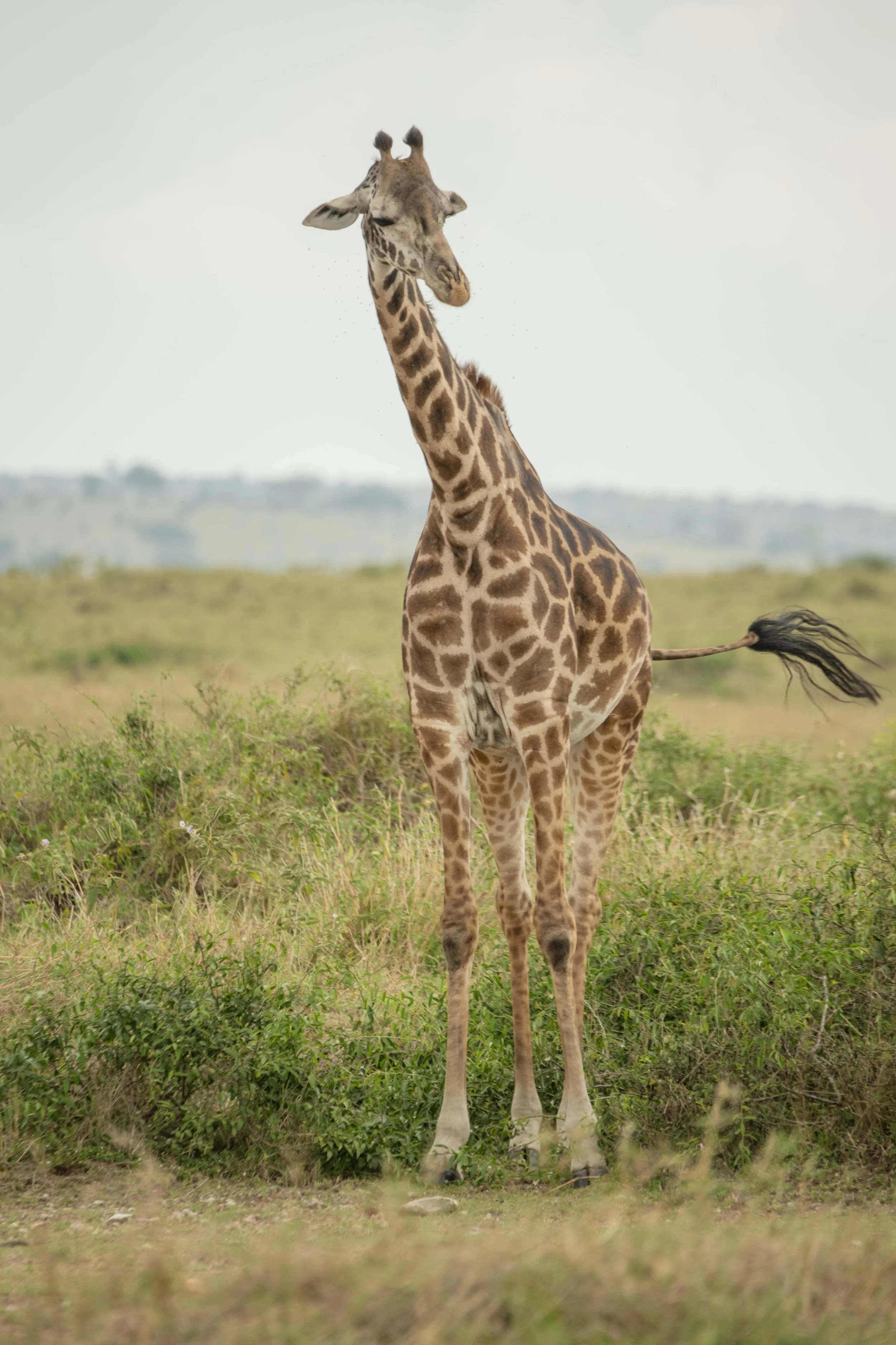 GUIDED TZ DAY 2_210.JPG