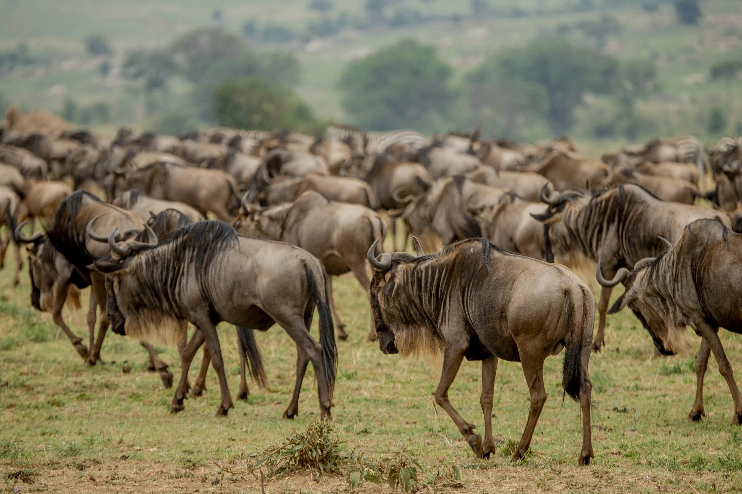 GUIDED TZ DAY 3_86.JPG