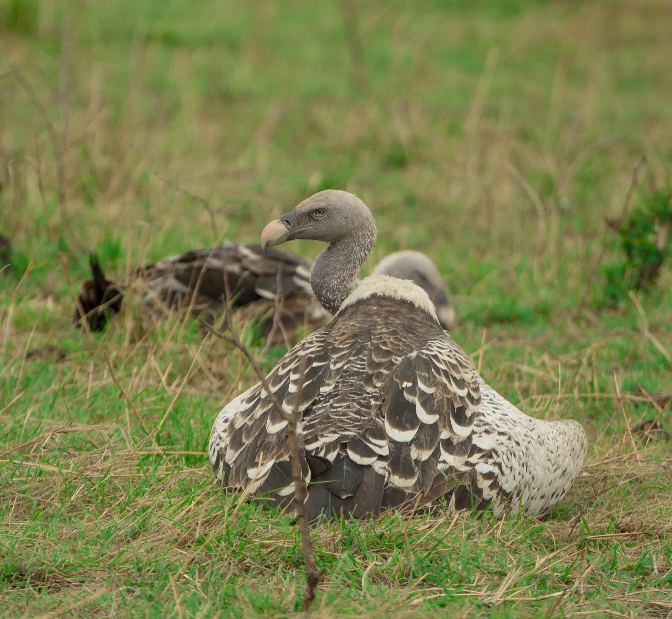 GUIDED TZ DAY 2_253.JPG