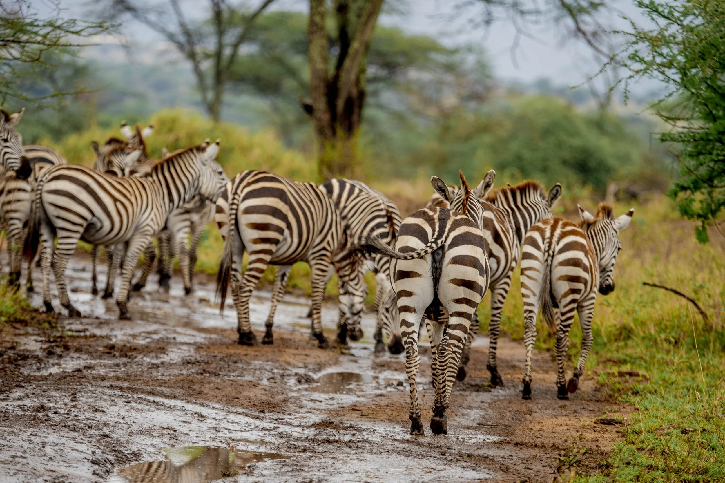 GUIDED TZ DAY 4_12.JPG