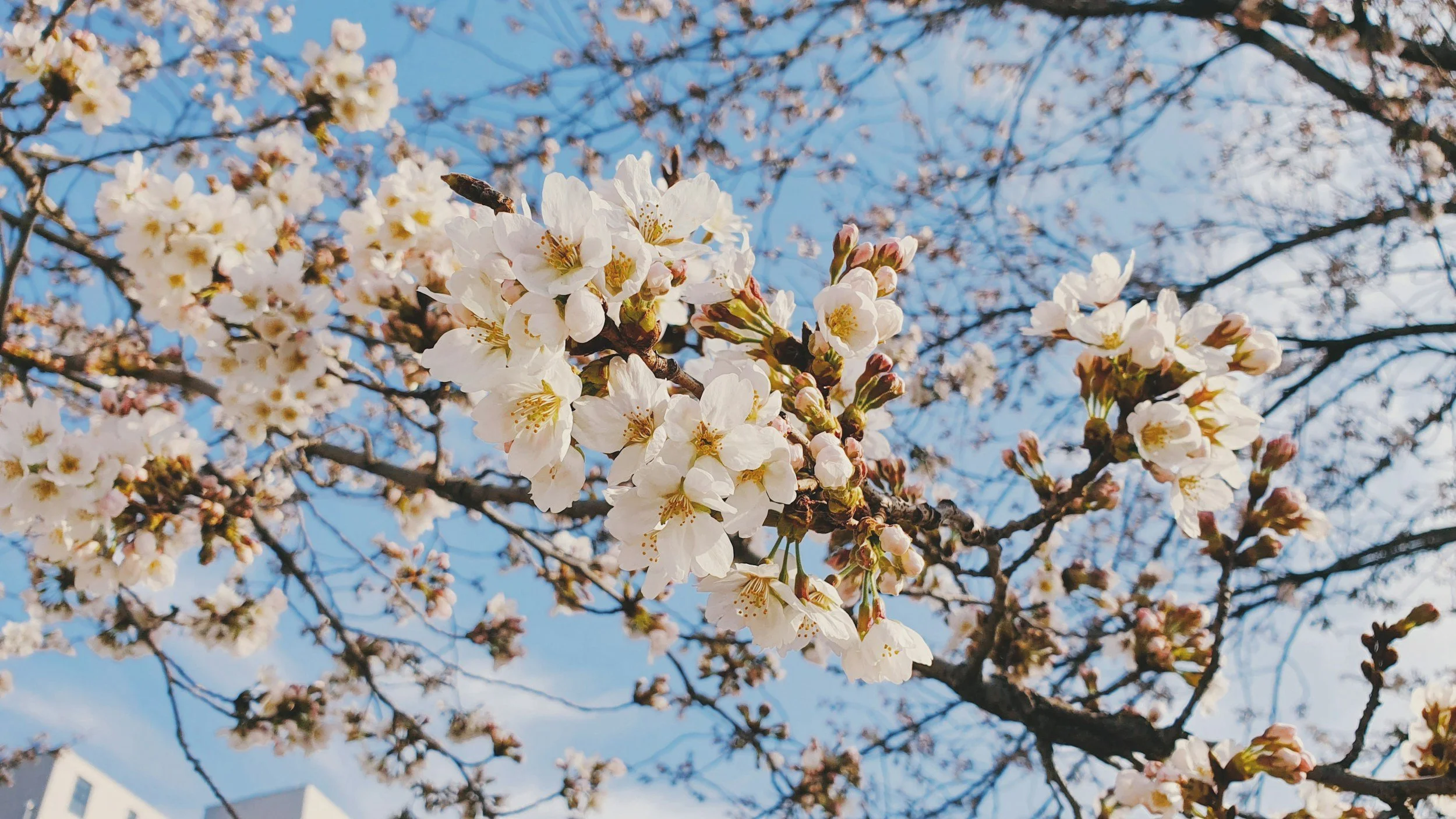 cherry blossoms in blue sky