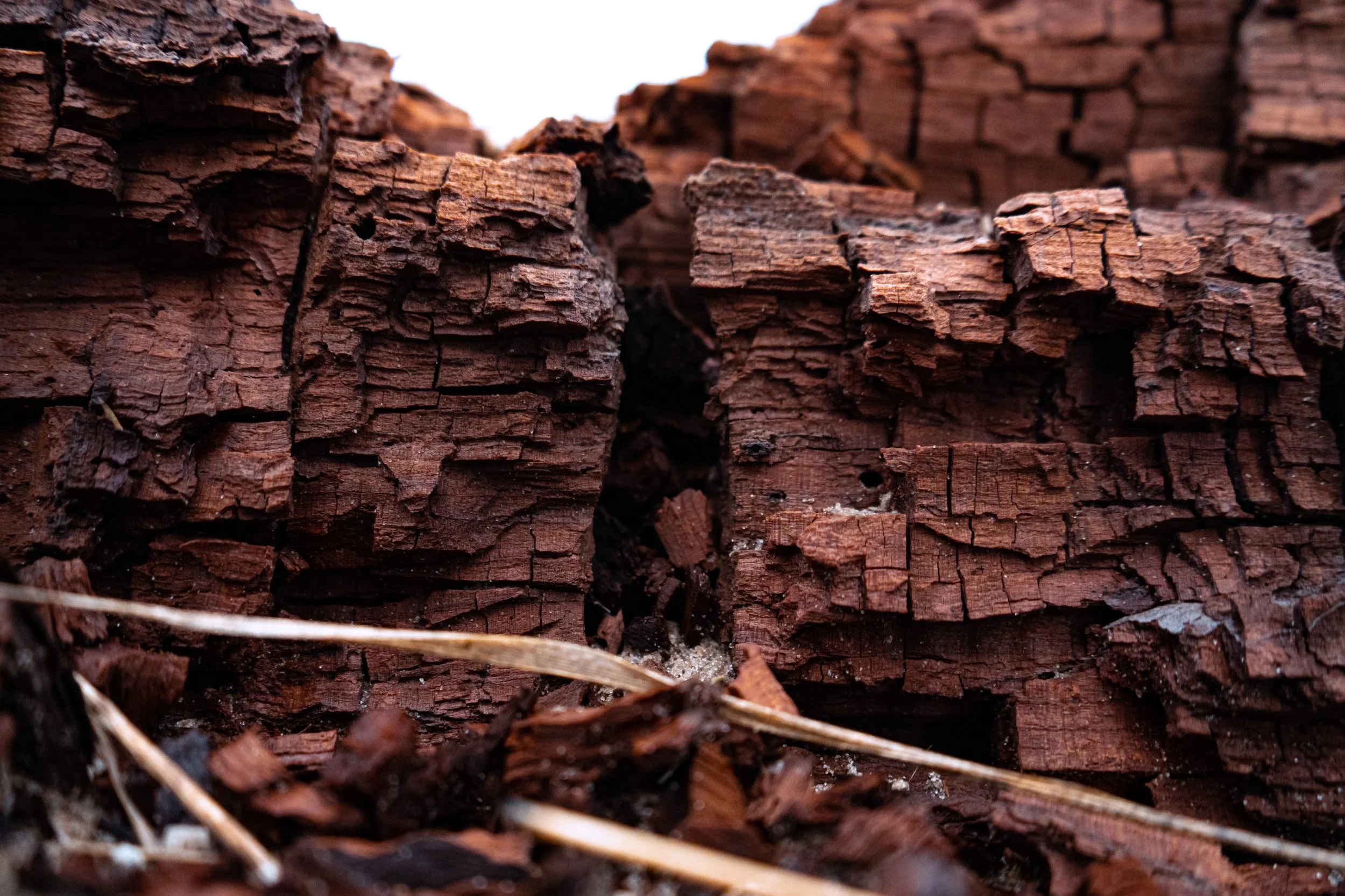 Close-up of decaying brown wood with cracks and texture