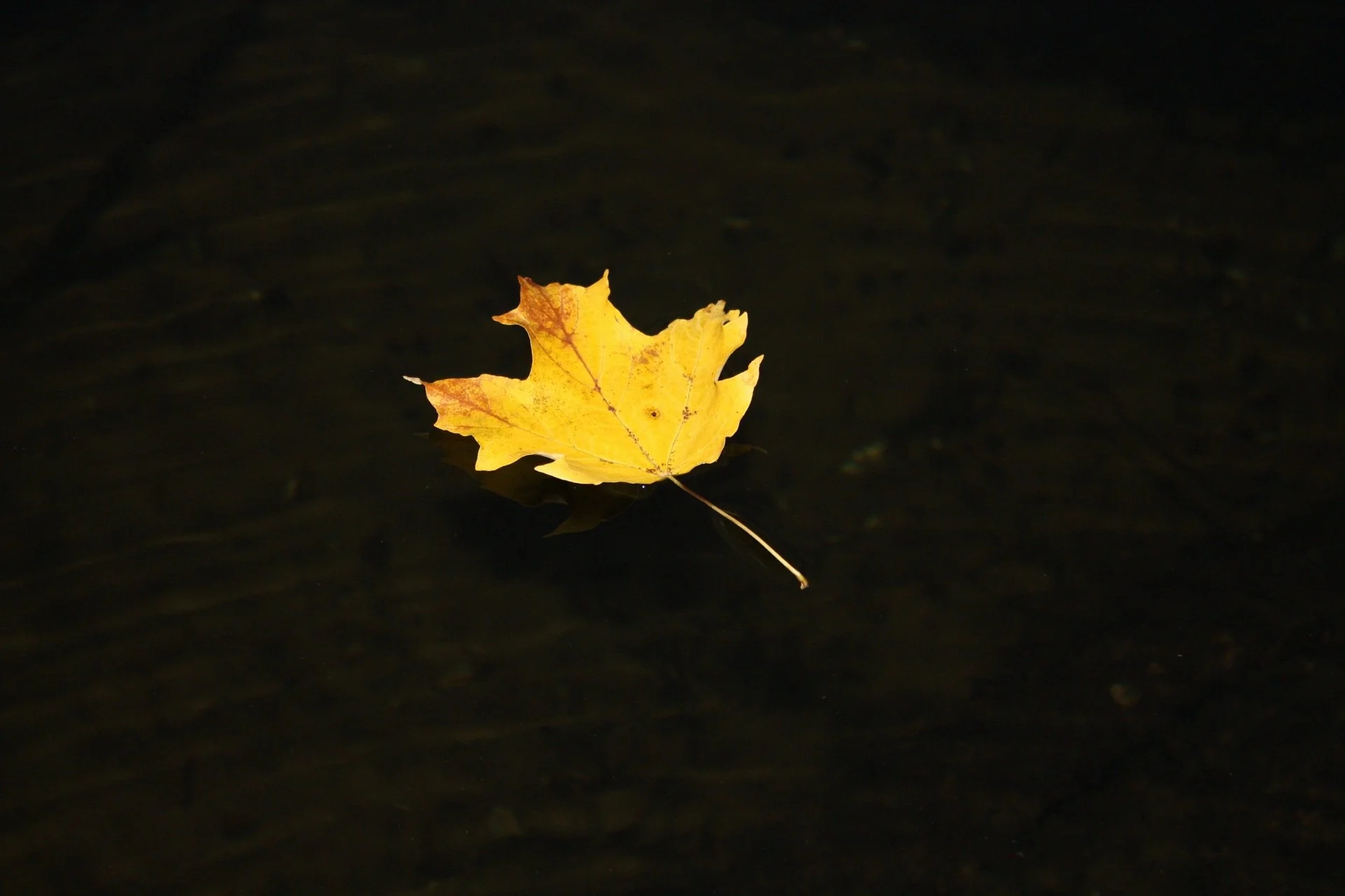 A yellow autumn leaf floating on dark water.