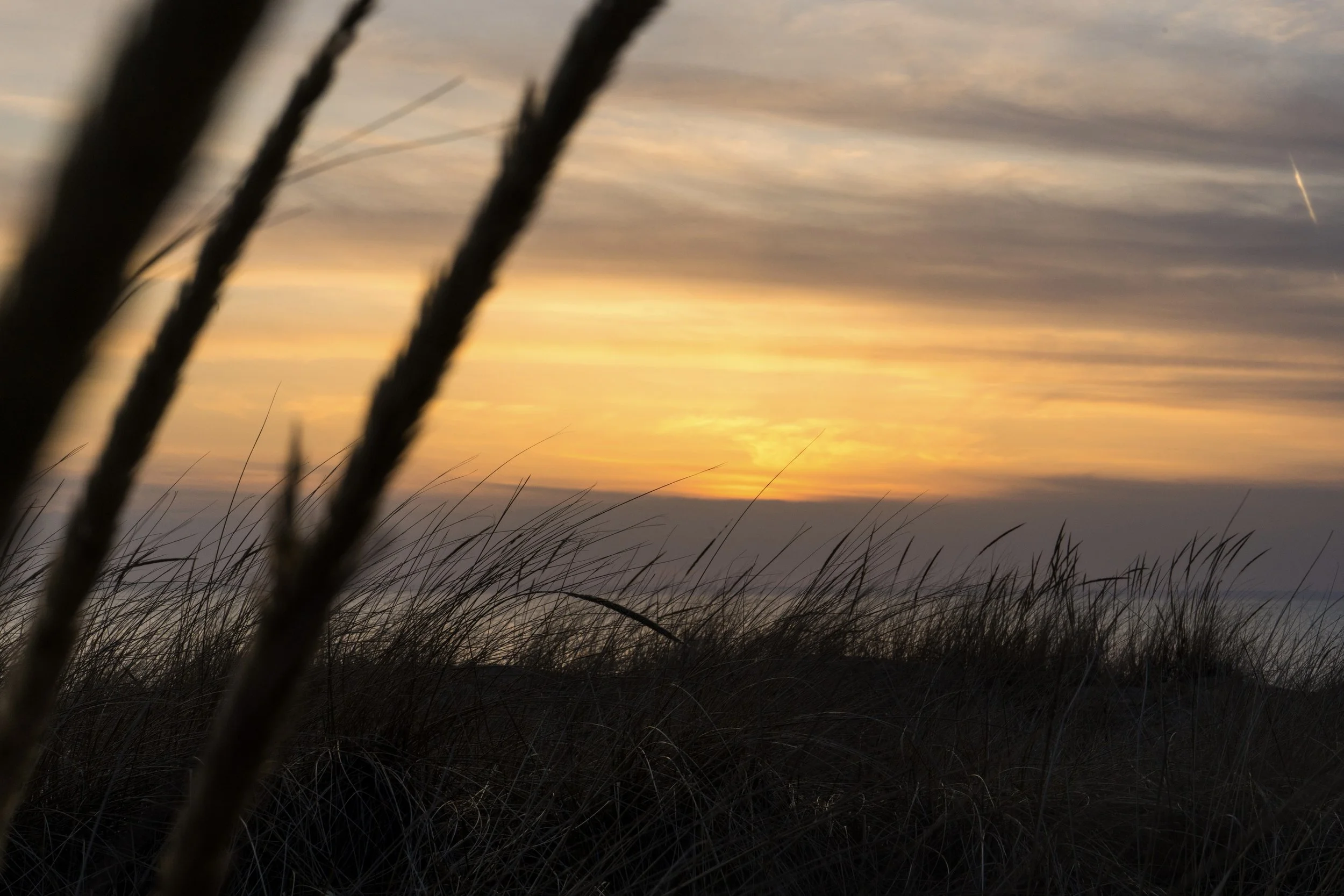 Sunset view with tall grasses silhouetted in the foreground.