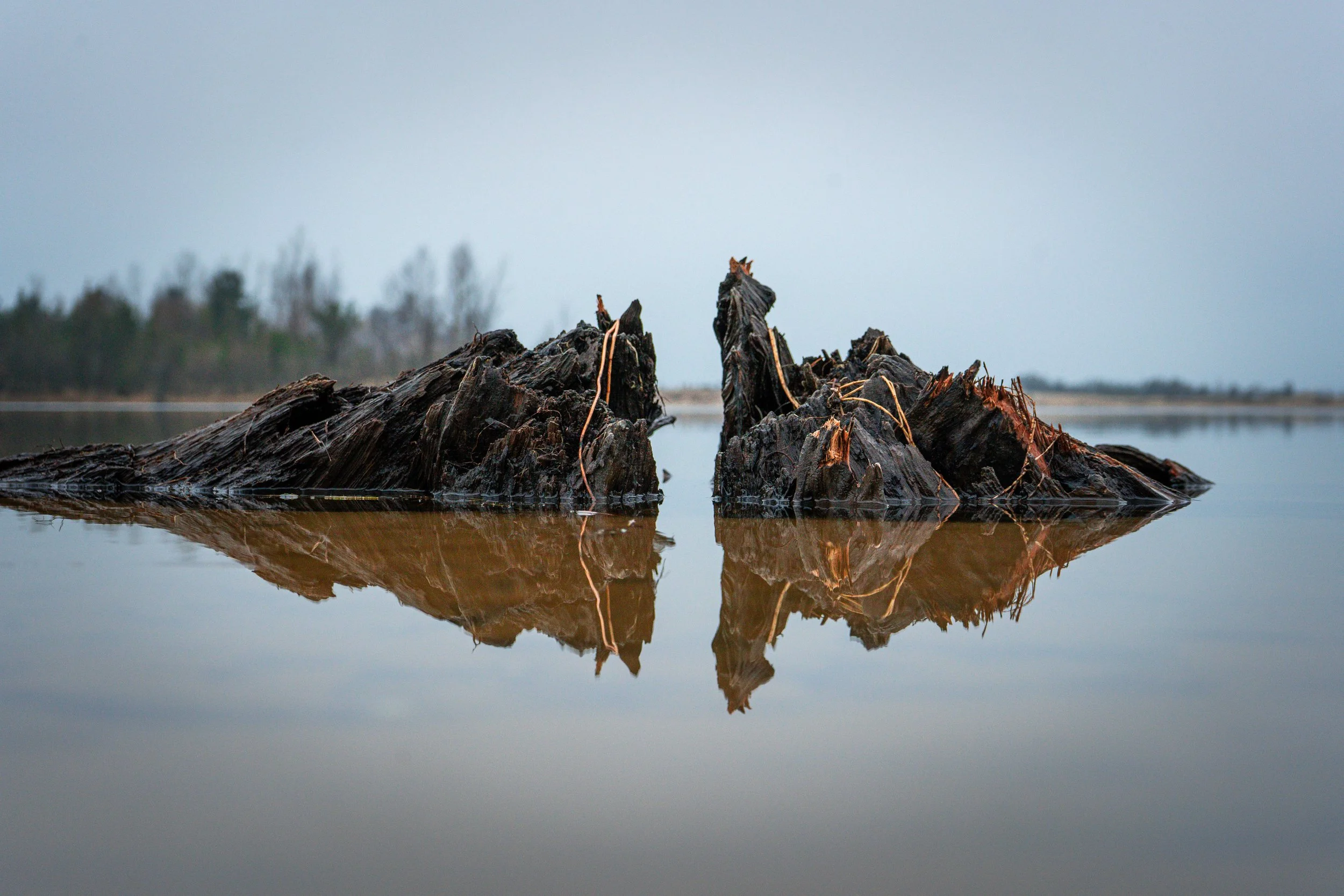 Two weathered tree stumps in calm water with a blurred forest background.