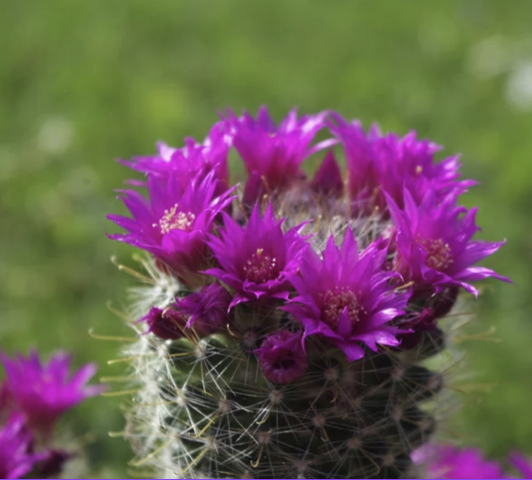 Cactus Blossom CFO Services