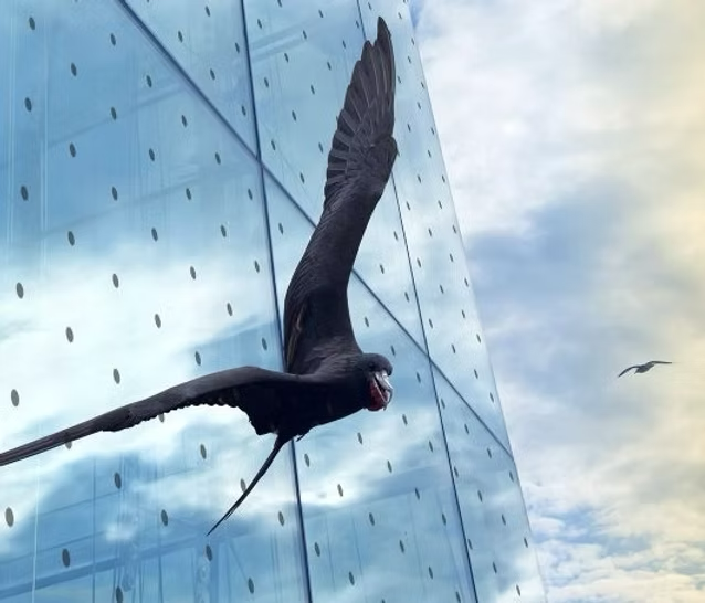 WingSafe Bird Safe window film