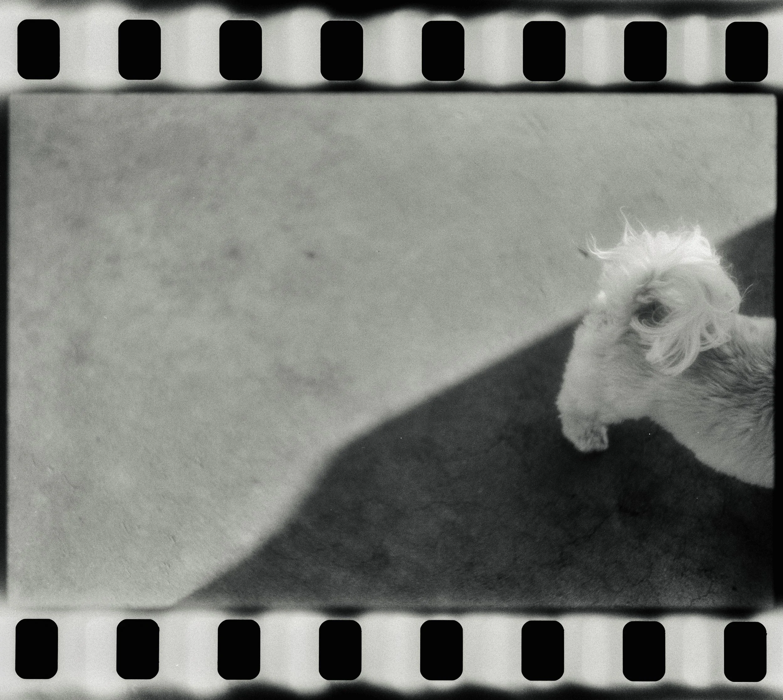 A black and white photograph of a strip of photographic film with sprocket holes at the top and bottom. A small dog with curly fur sitting on a light-colored surface, with a shadow cast nearby.