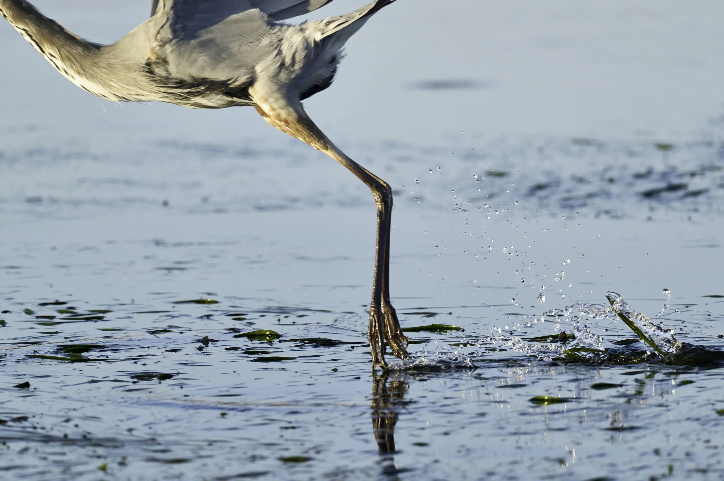 A heron taking off on Elkhorn Slough, Moss Landing, CA.