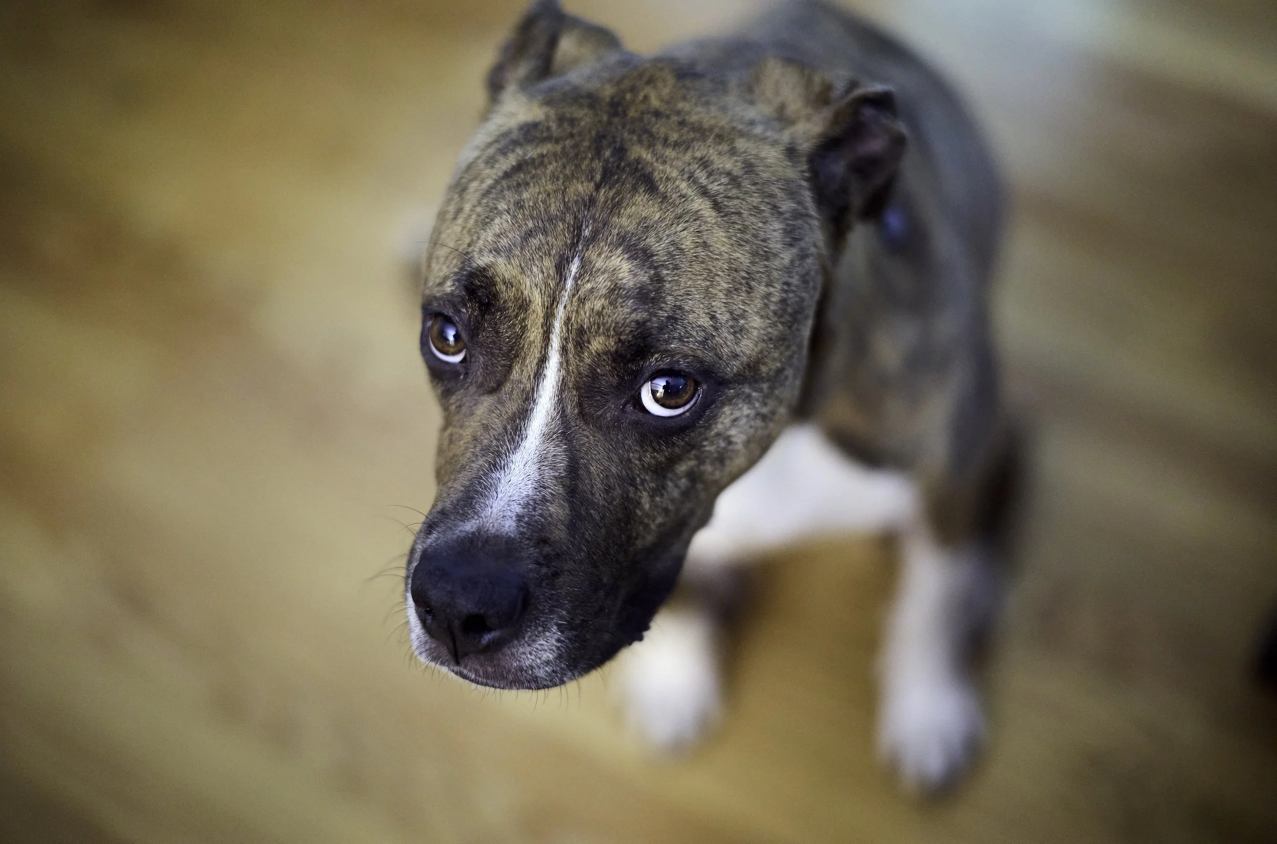 Close-up photo of a brindle and white dog with brown eyes, tilted head, looking up.