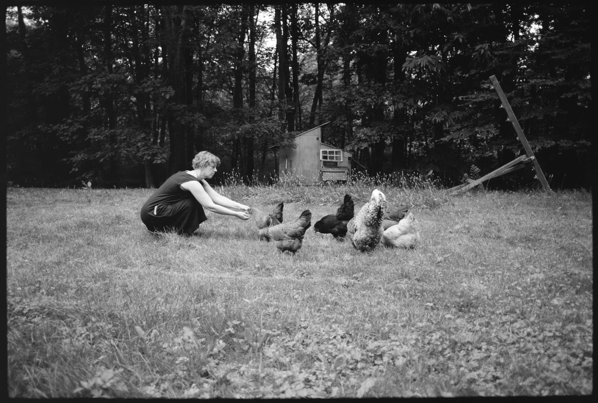 A person feeding chickens on a grassy field with trees and a wooden structure in the background.