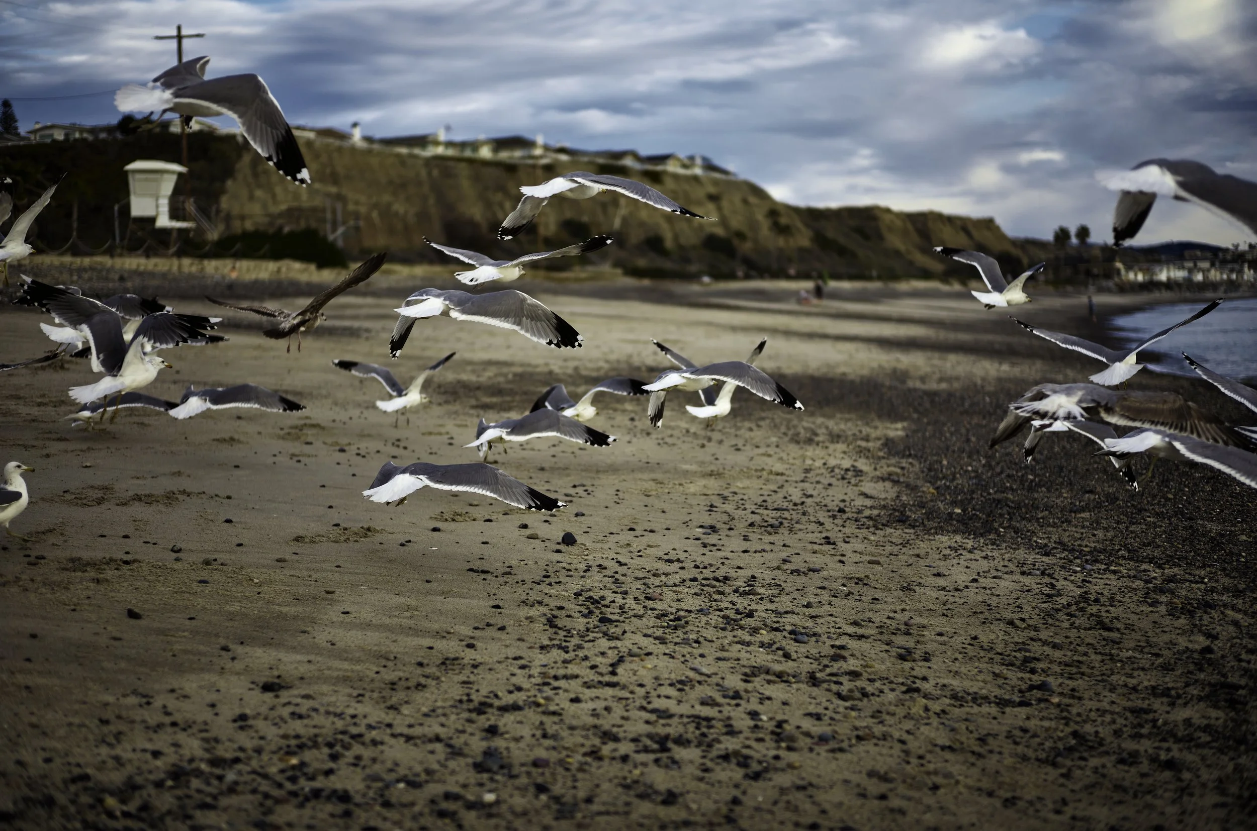 Seagulls flying over Capistrano Beach Park with cliffs and houses in the background under a cloudy sky. Dana Point, CA.