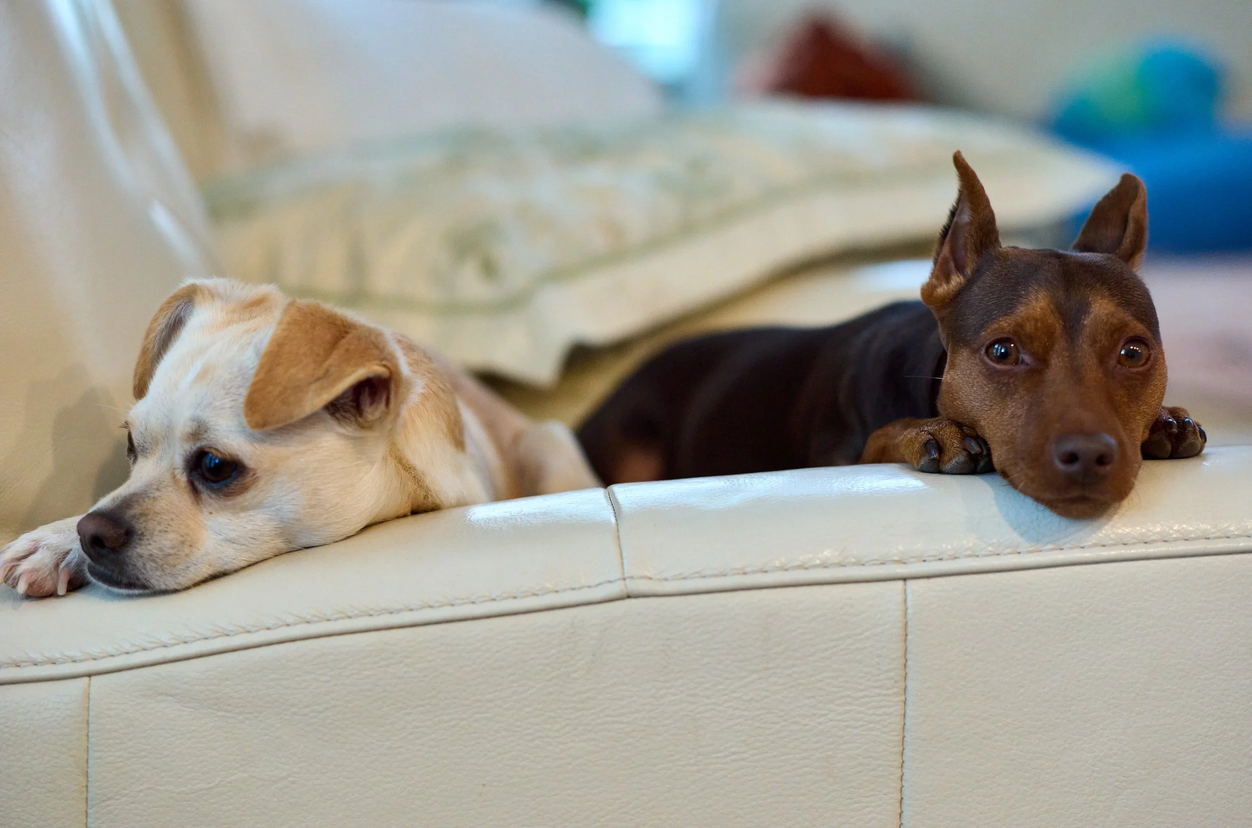 Two dogs lying on a white sofa, one with a tan and white coat and the other with a brown and black coat, resting with their heads down and looking relaxed.