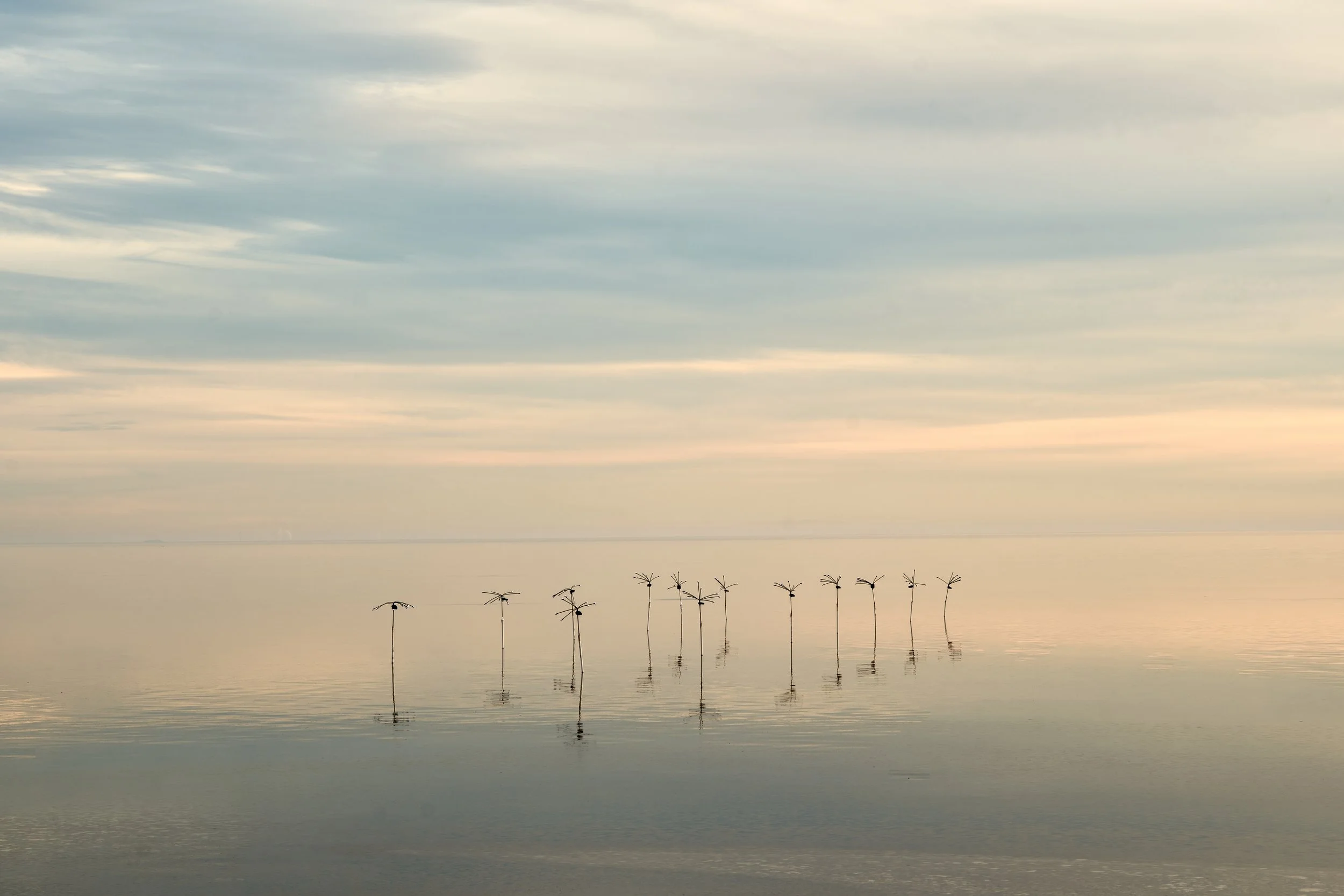 Calm sea with a row of dry palm trees on stilts in the water, sky with gray clouds at sunrise or sunset. Bombay Beach, Salton Sea, CA.