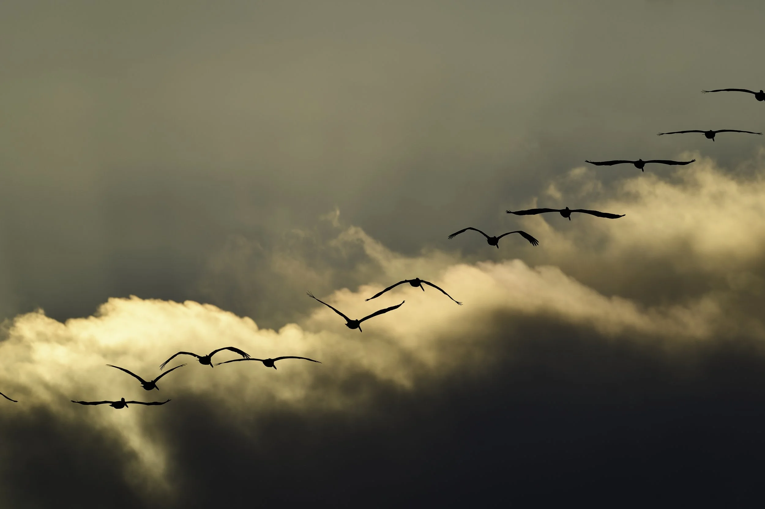Silhouettes of seven birds flying in formation across a sky with clouds and warm sunset light. Elkhorn Slough, Moss Landing, CA.