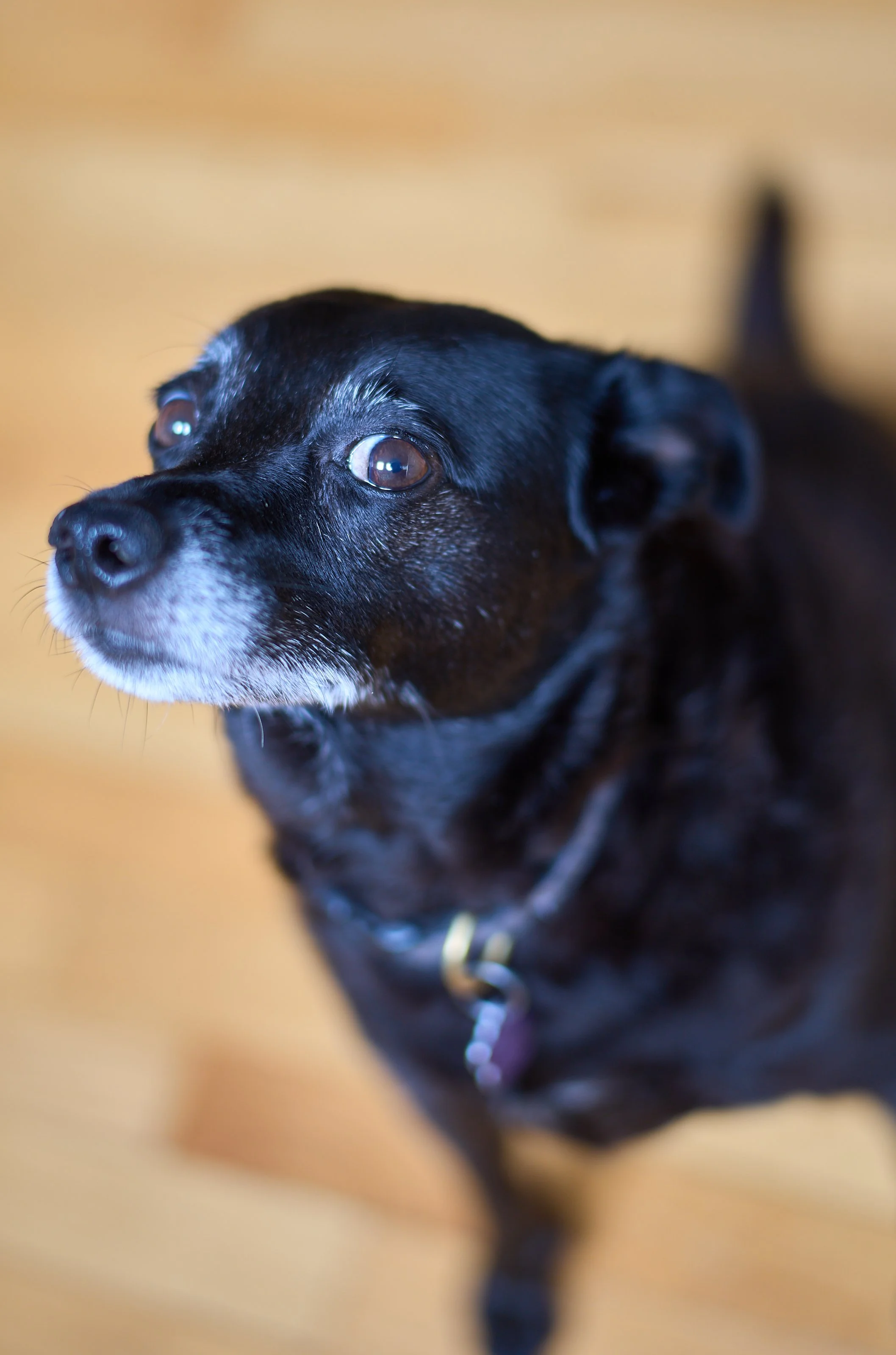 Close-up of a small black dog with white markings on its face, wearing a collar, against a blurred brown background.