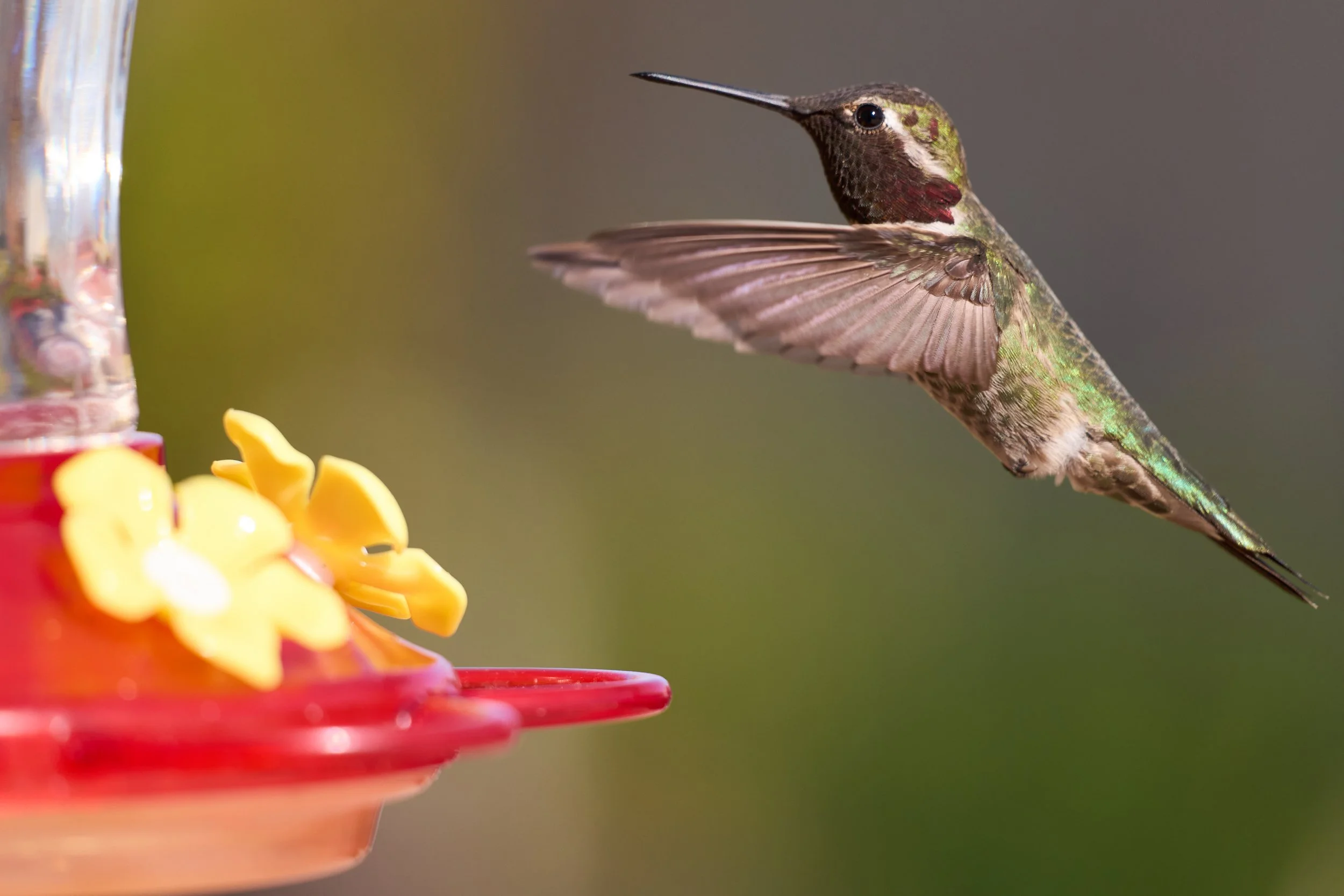 A hummingbird hovering near a colorful feeder with yellow floral decorations.