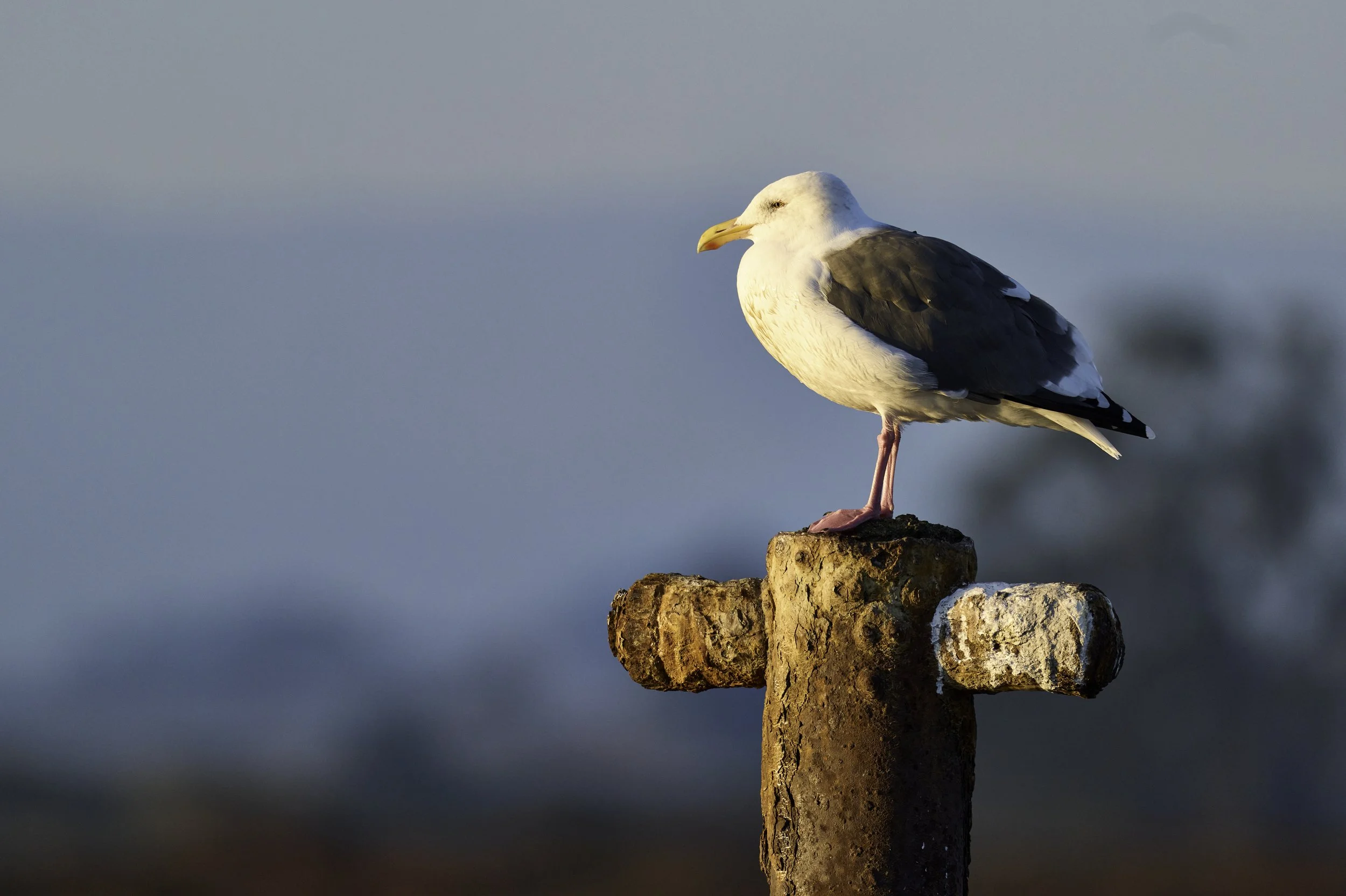 A seagull perched on a weathered wooden post with a soft-focus background of sky and water. Elkhorn Slough, Moss Landing, CA.