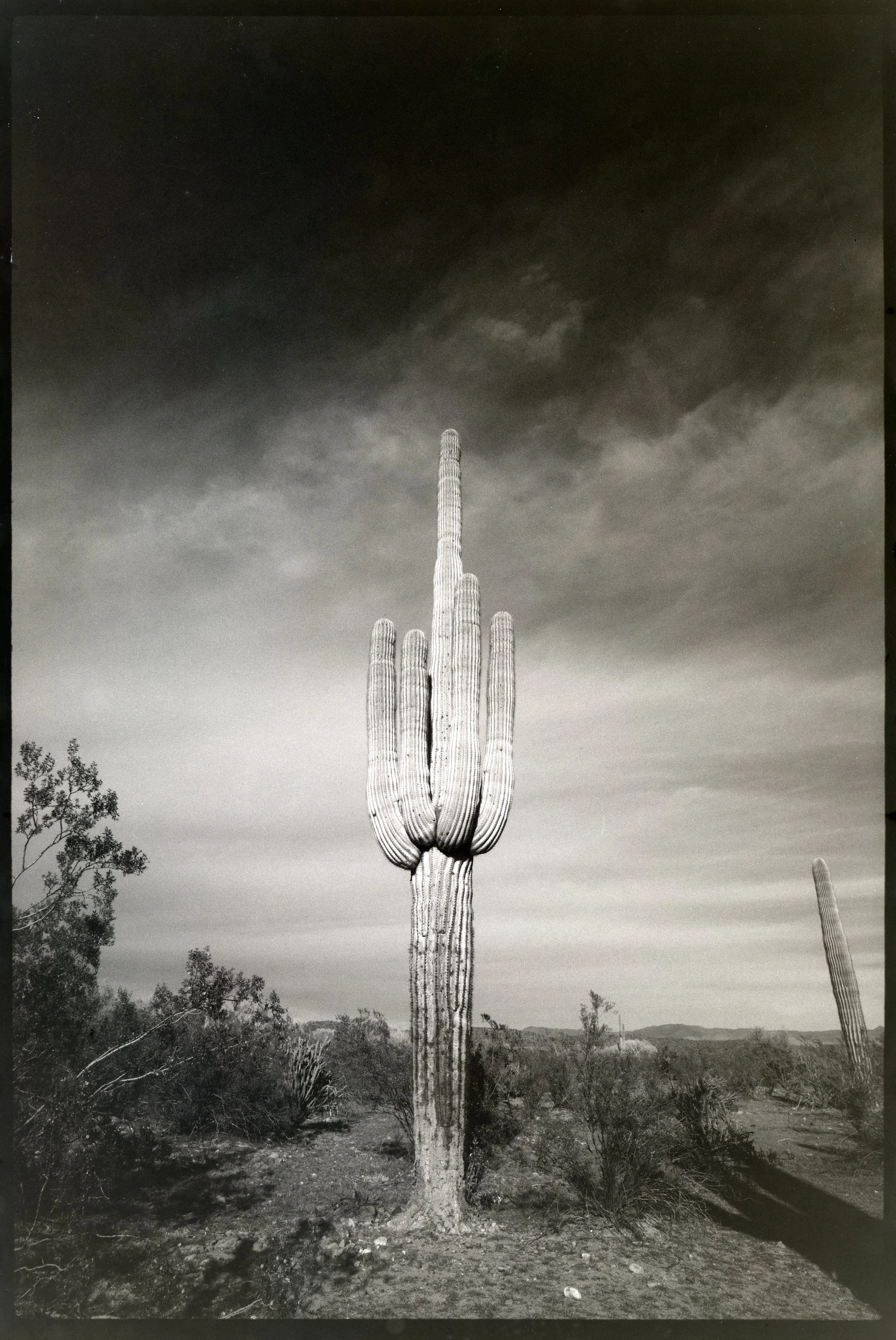 A large saguaro cactus in a desert landscape under a cloudy sky in black and white. Salt River, AZ.