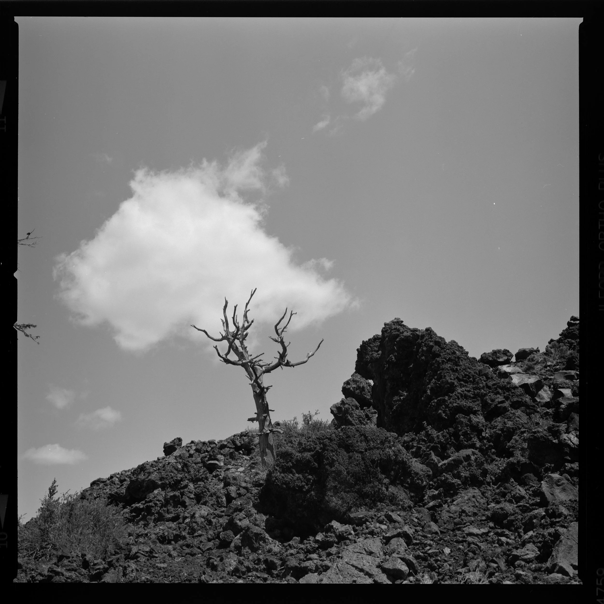 Black and white photograph of a barren landscape with a dead tree on rocky terrain, a small cluster of bushes, and rocky hills in the background under a sky with a few clouds. Craters of the Moon National Monument and Park