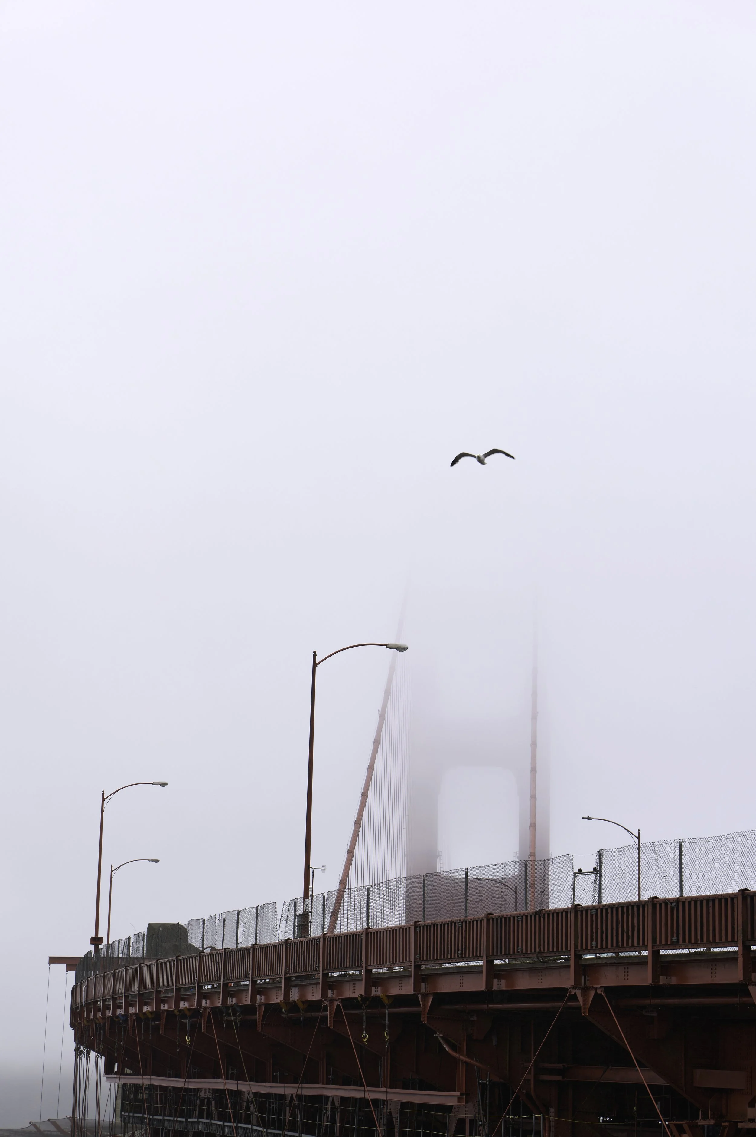 The Golden Gate Bridge in foggy weather and a seagull flying above.