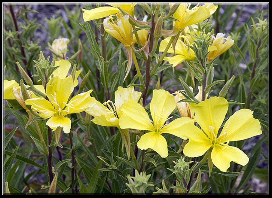 California Evening Primrose
Oenothera hookeri