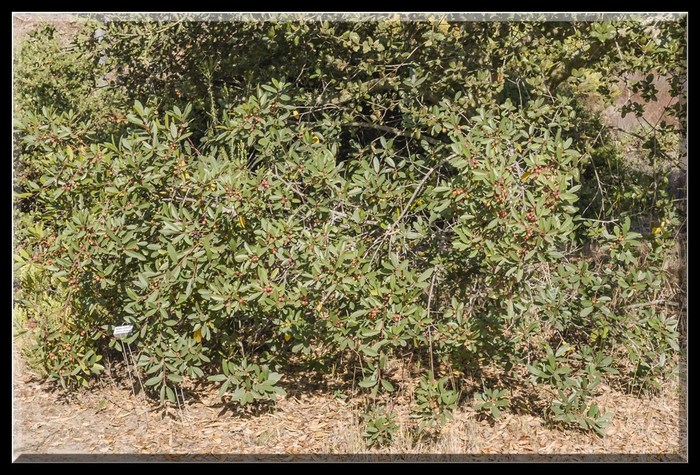 CoffeeBerry.jpg