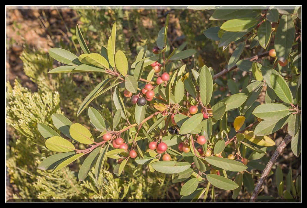 CoffeeBerryBerries.jpg